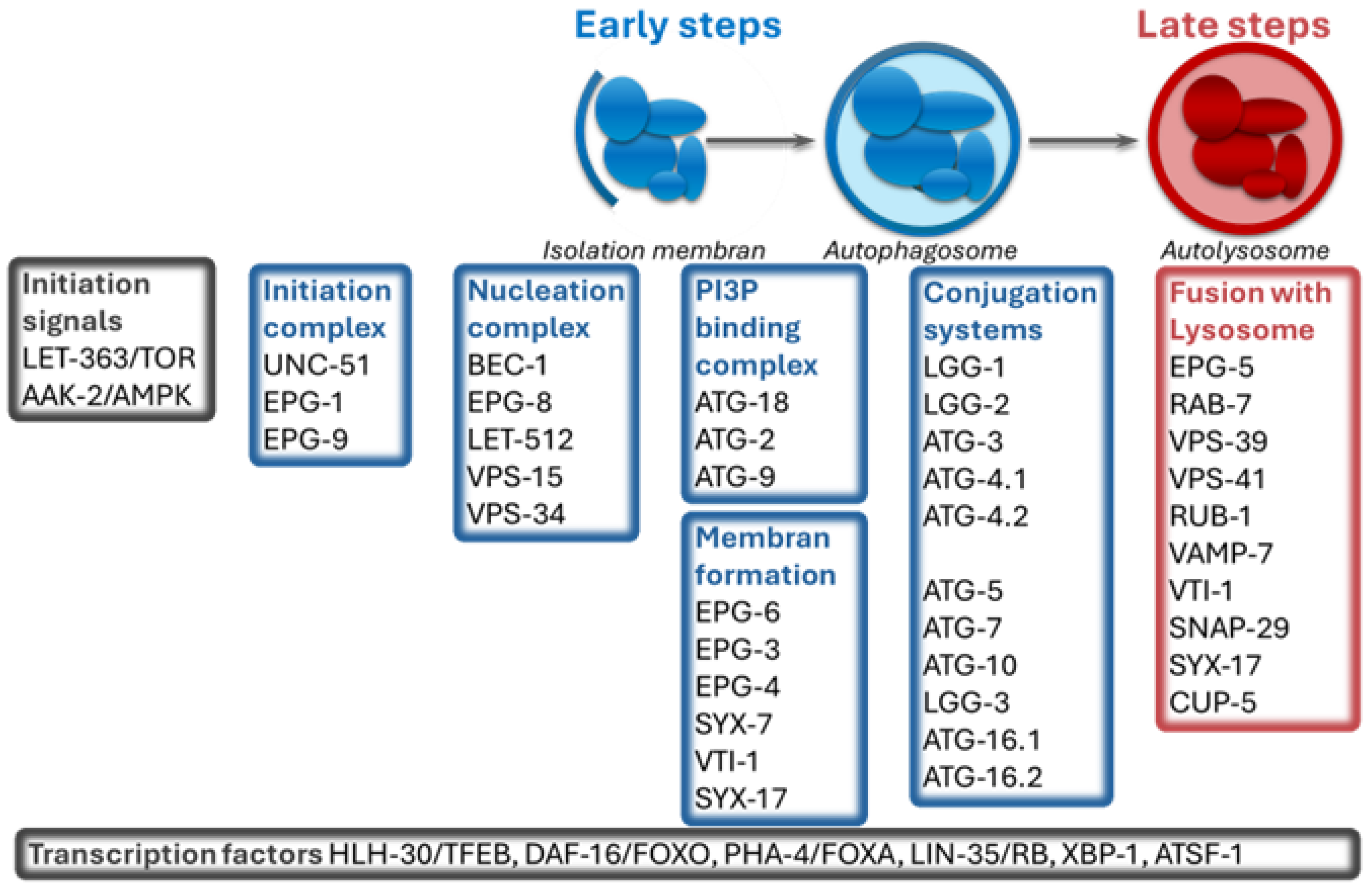 Preprints 198093 g001