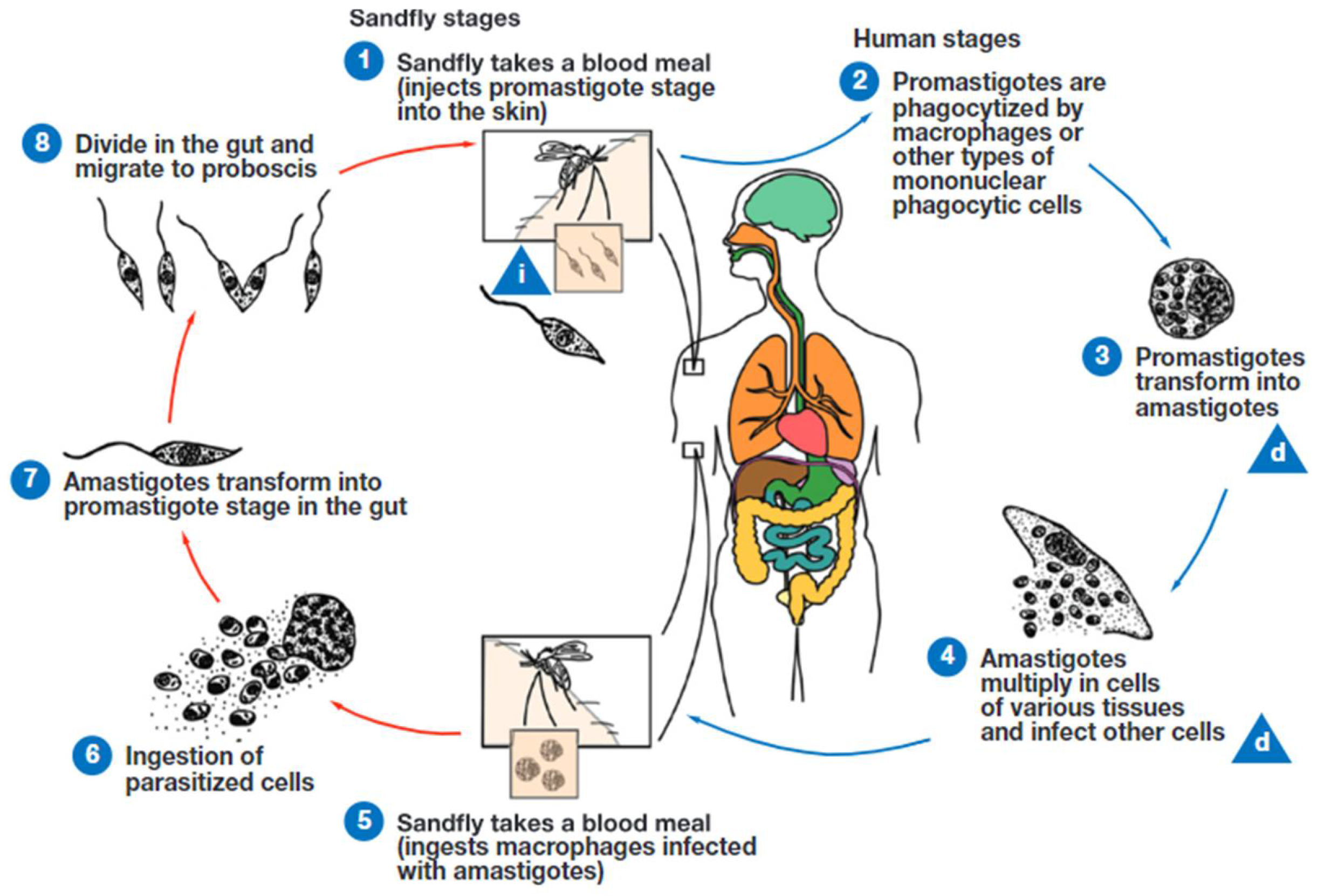 Preprints 152011 g006