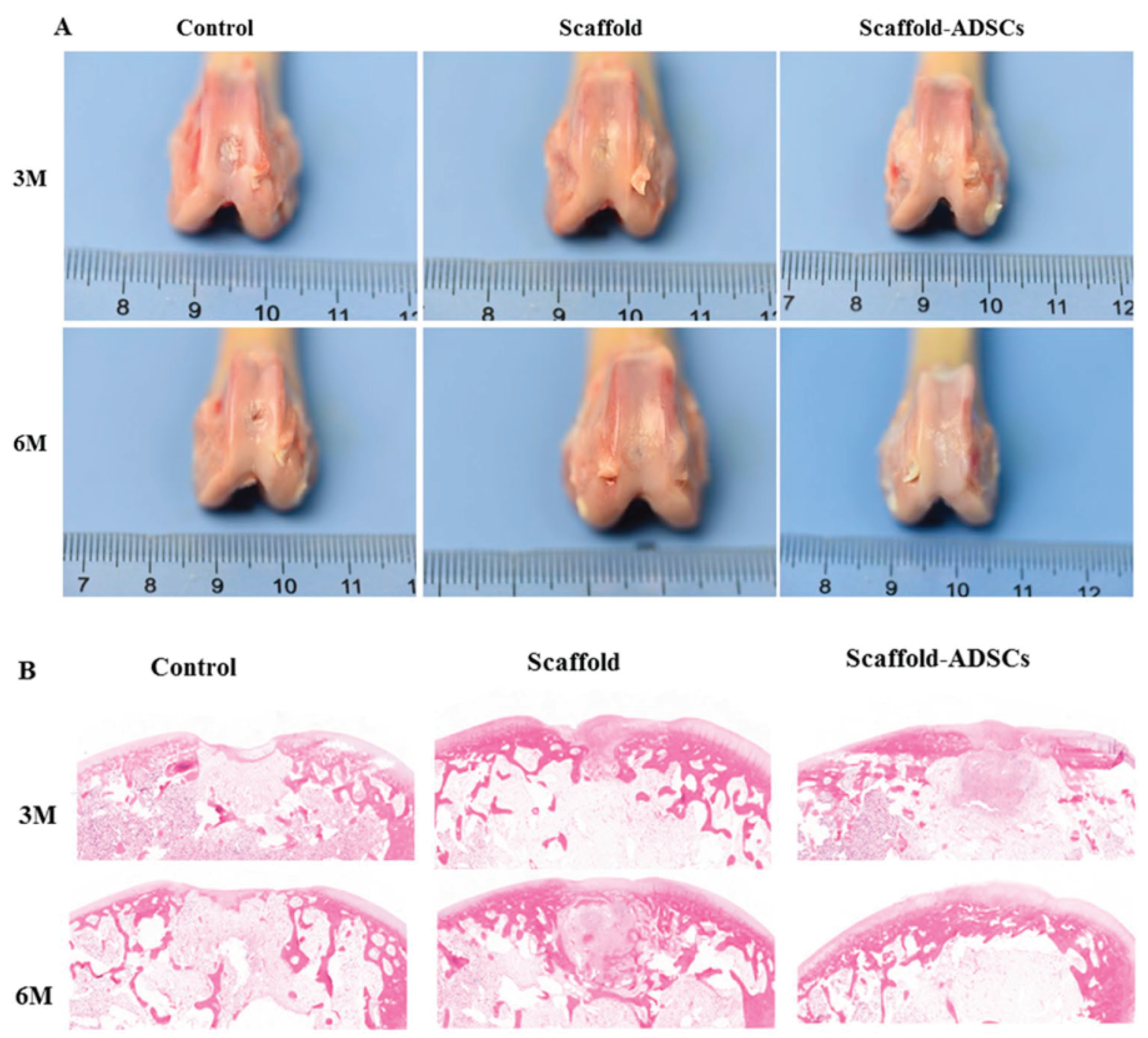 Preprints 166278 g007