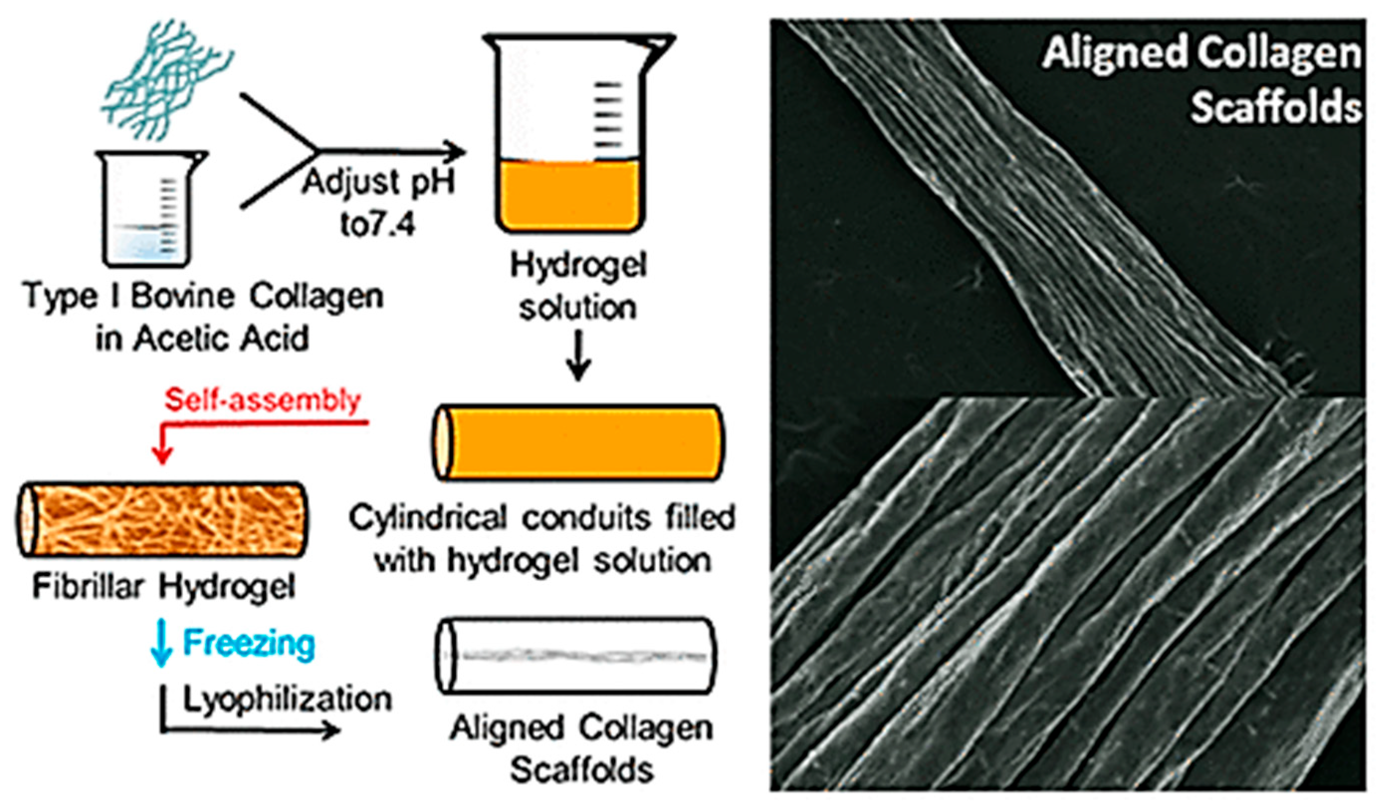 Preprints 166278 g009