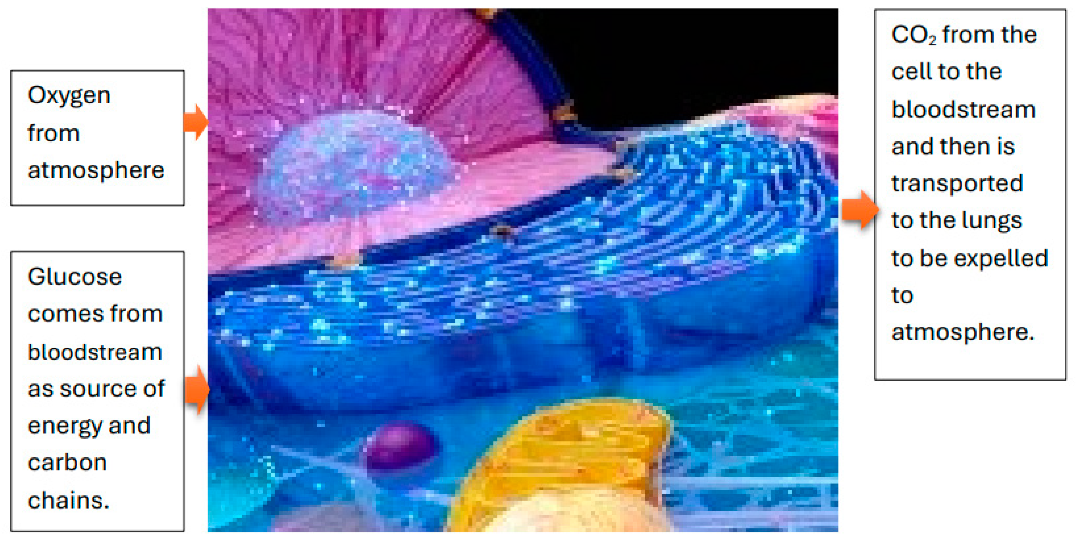 Preprints 150937 g001