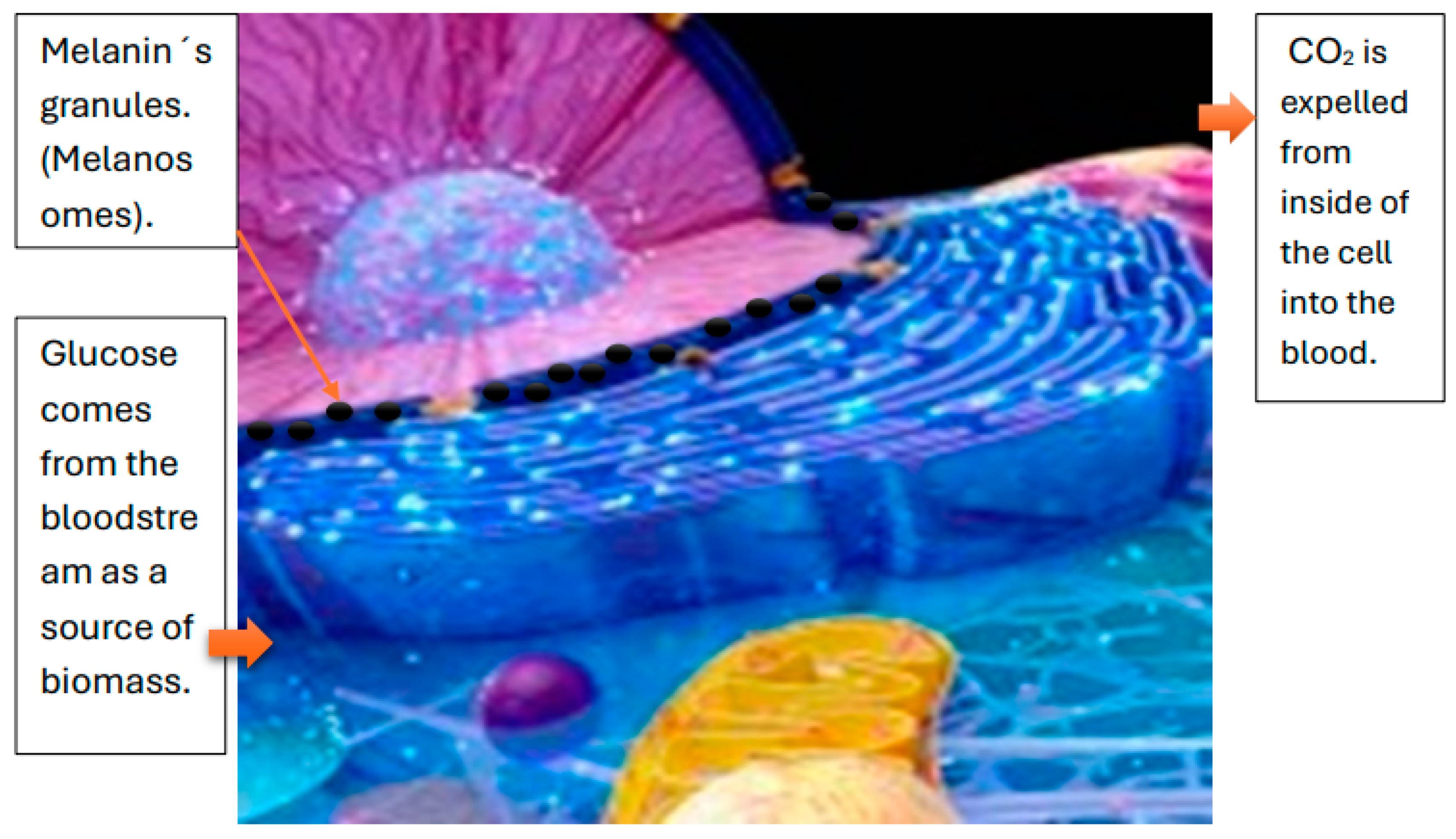 Preprints 150937 g002