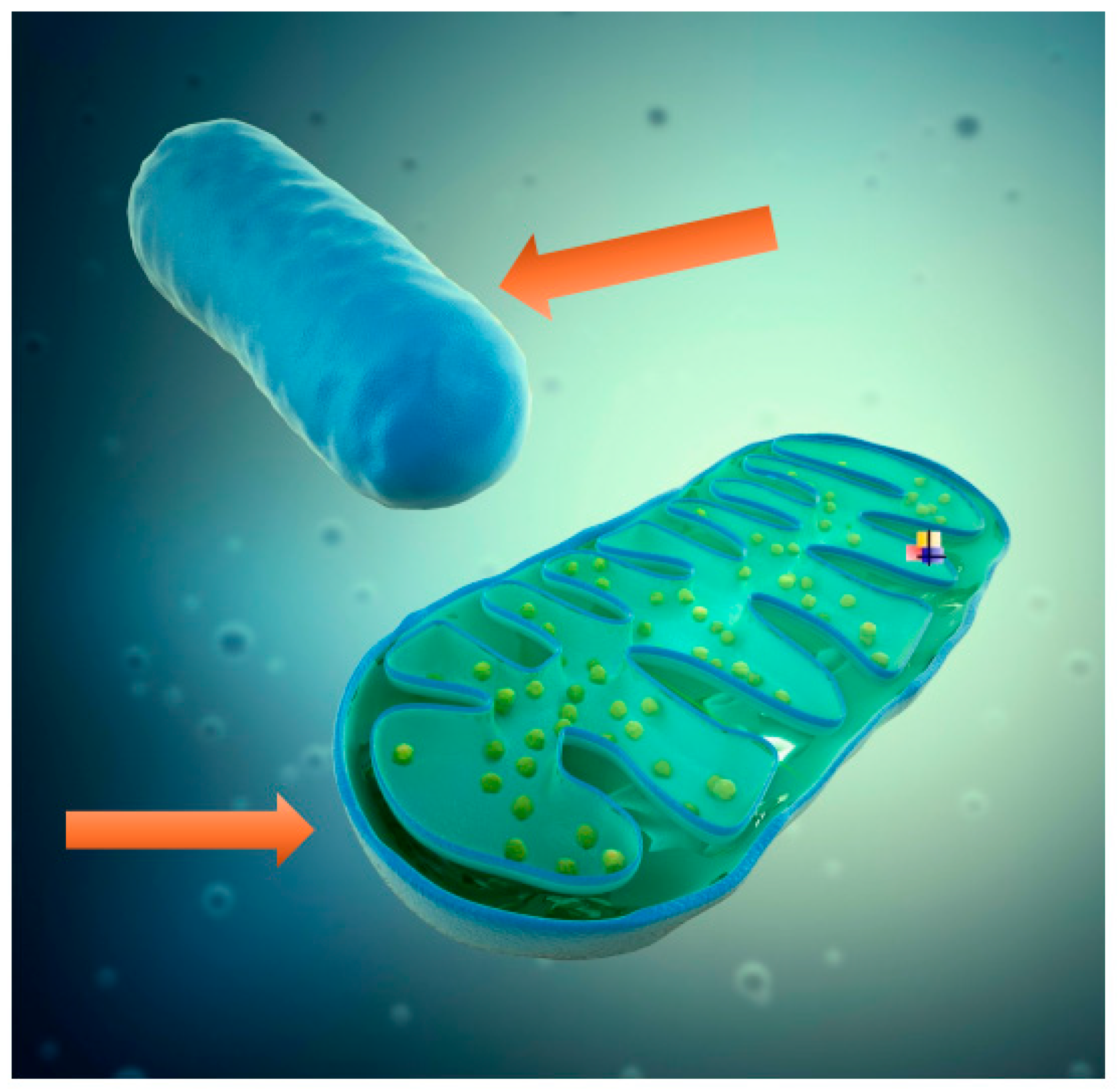 Preprints 150937 g005