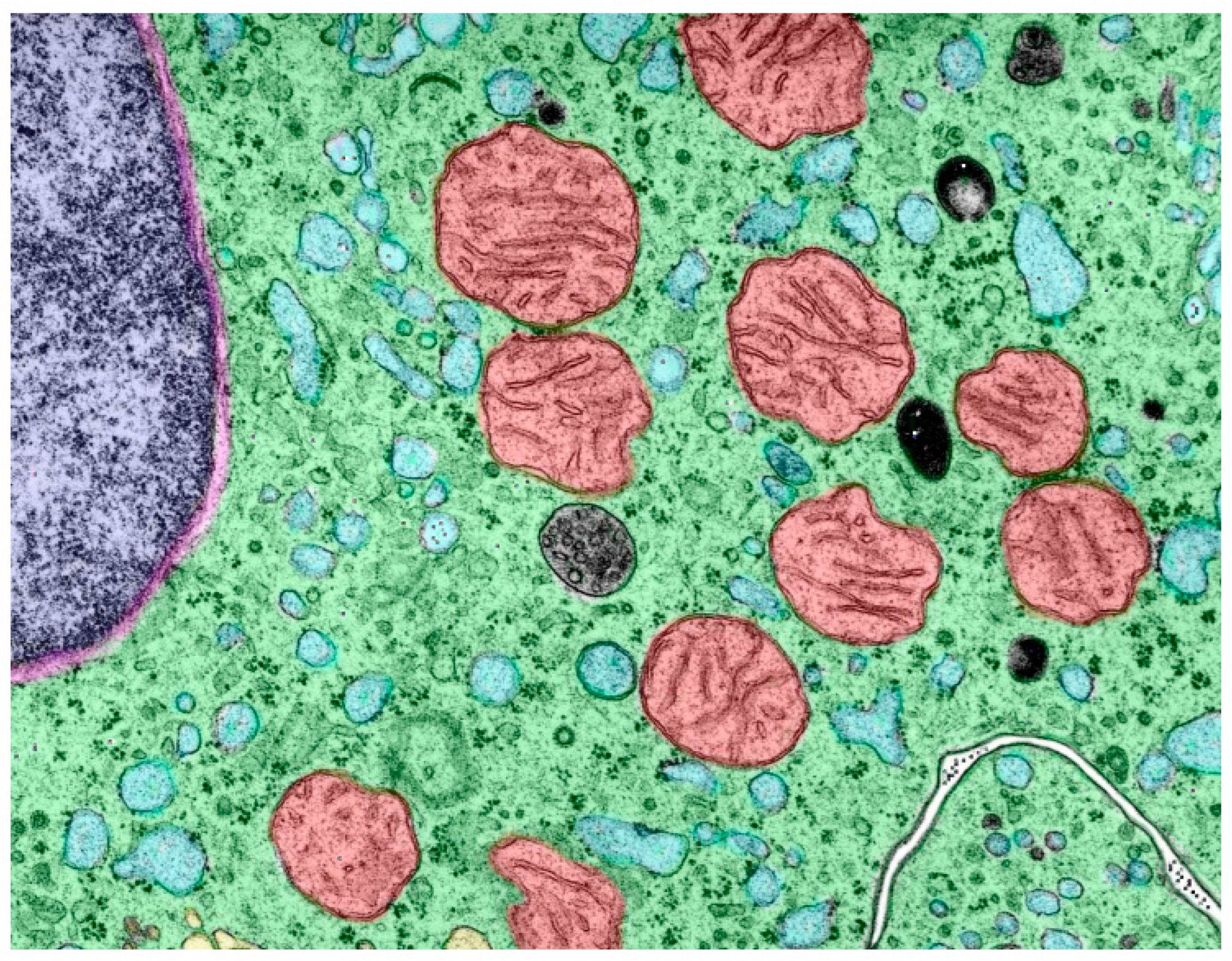 Preprints 150937 g006