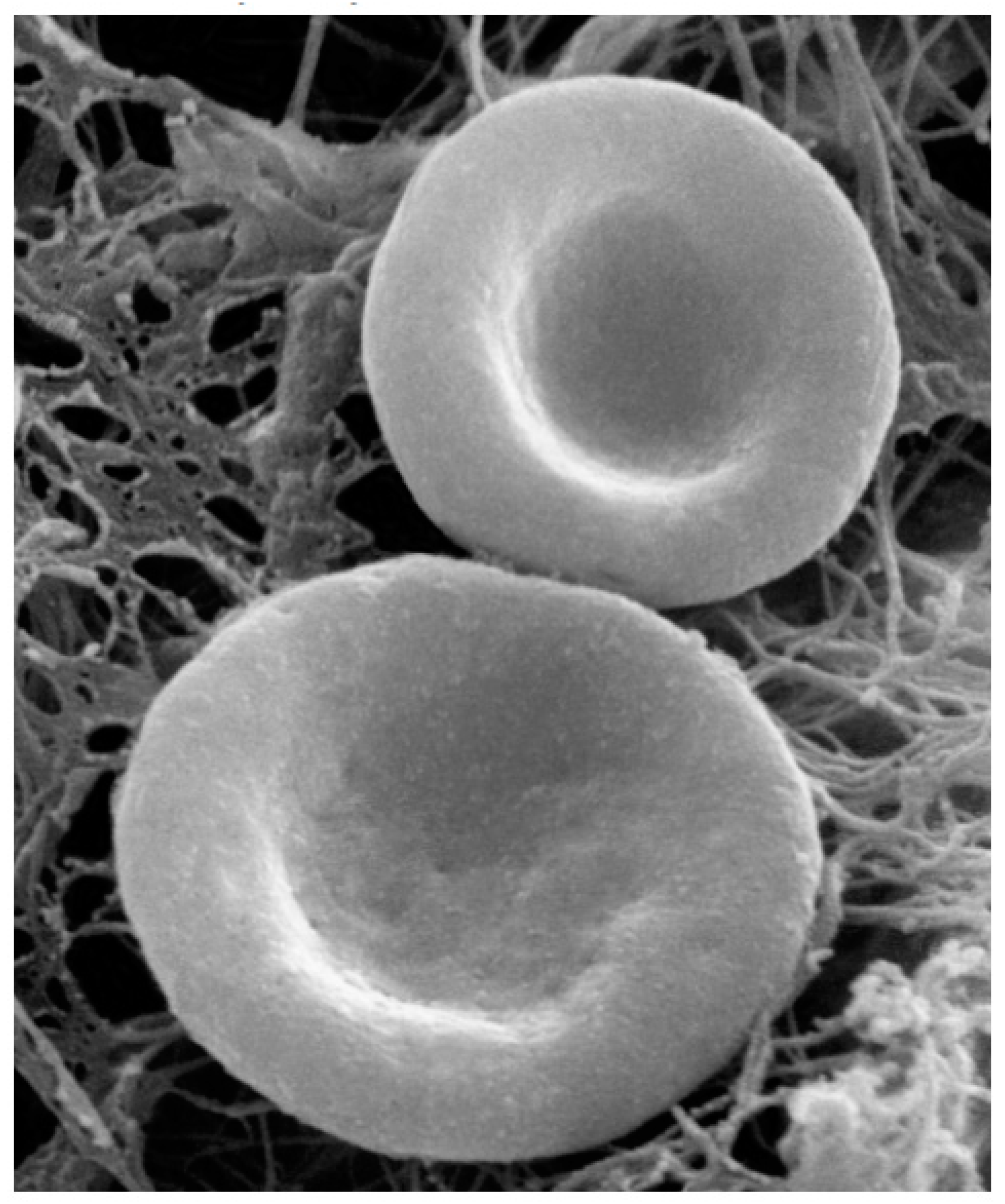 Preprints 150937 g007