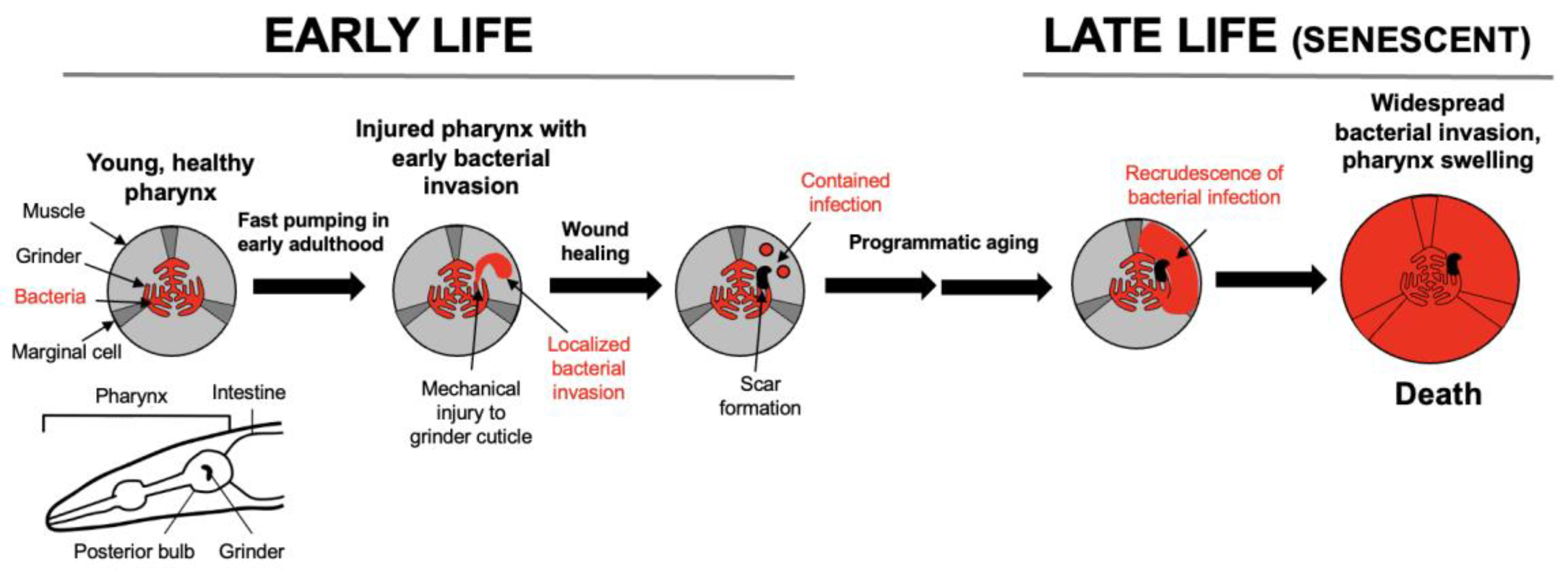 Preprints 177055 g003