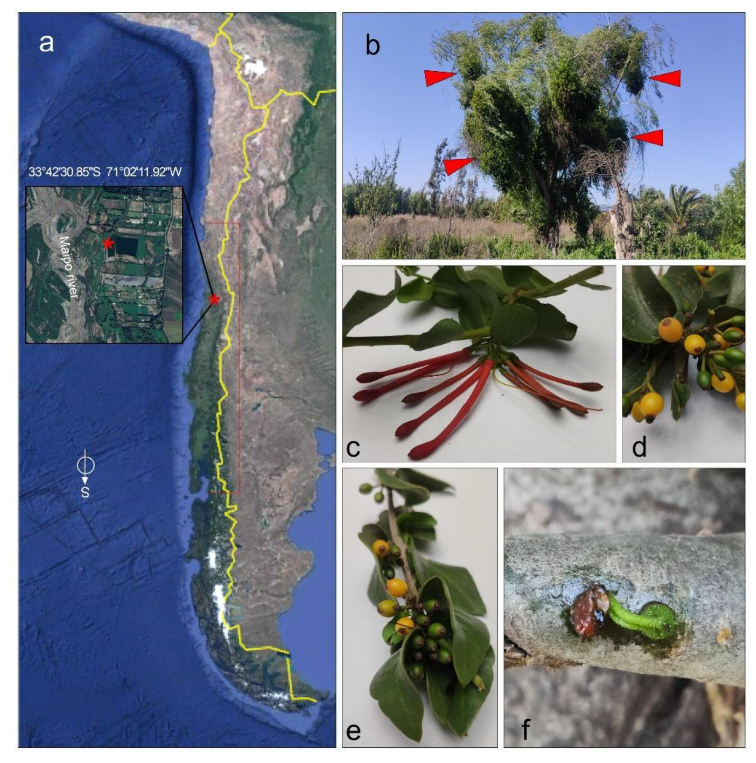 Preprints 189842 g001