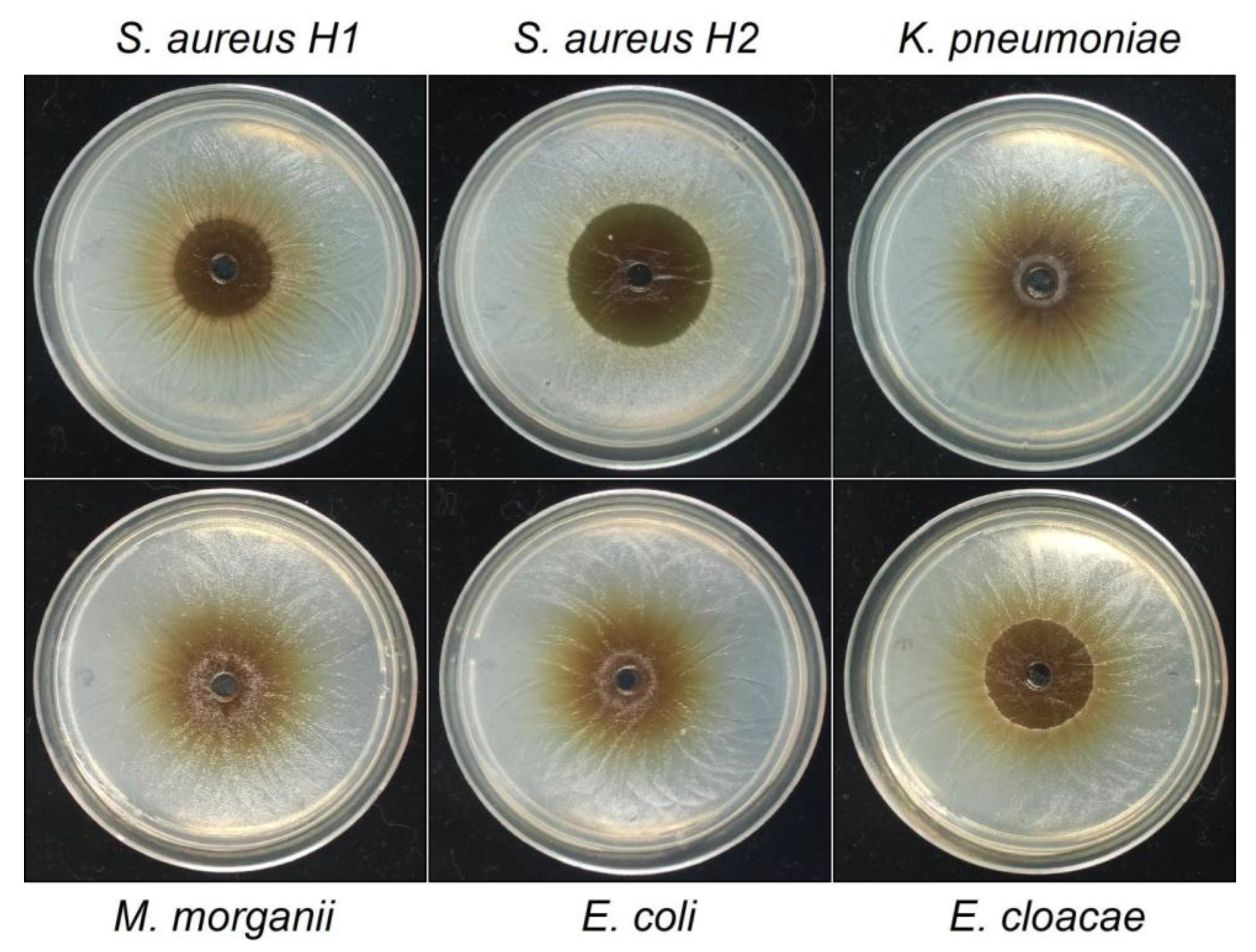 Preprints 189842 g004