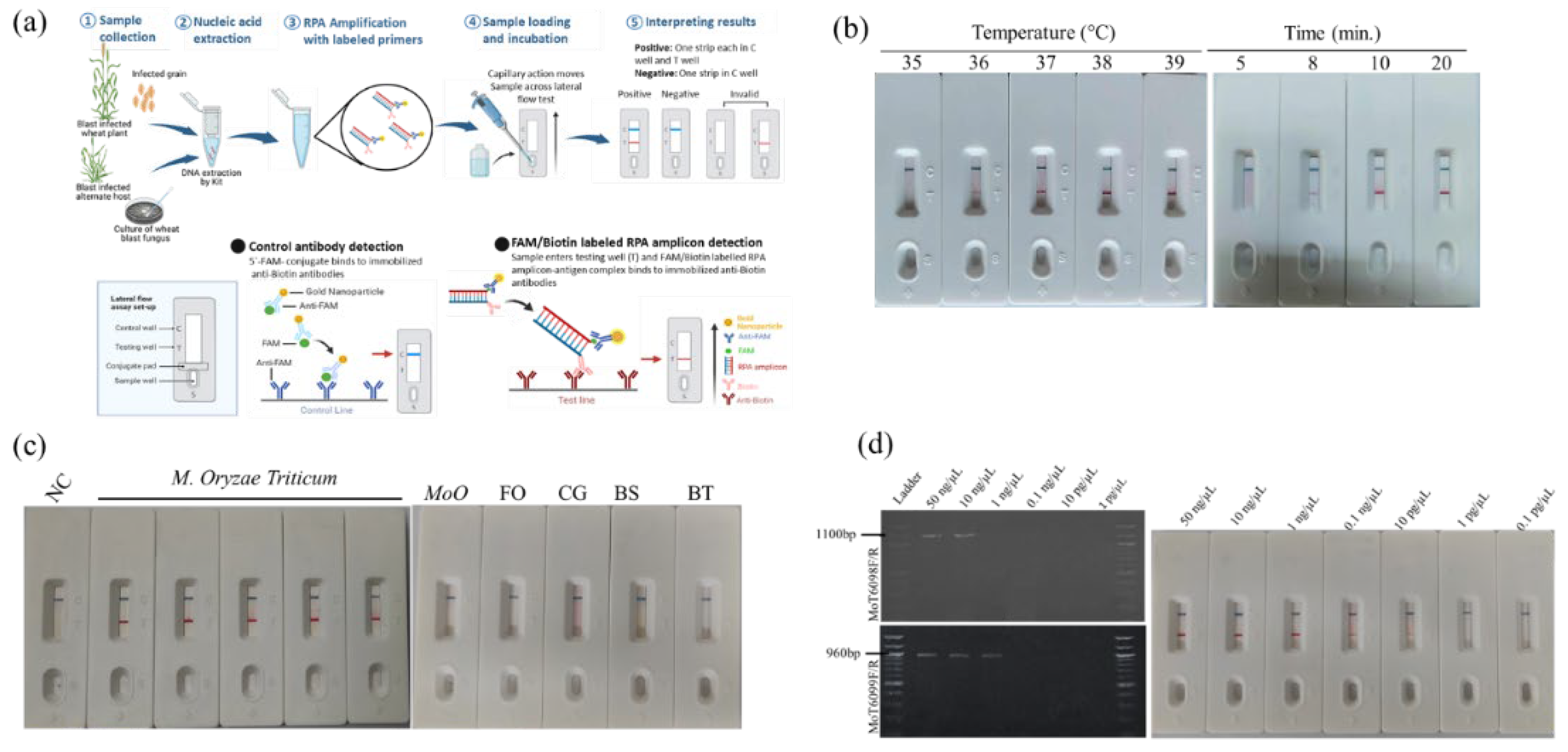 Preprints 193079 g001