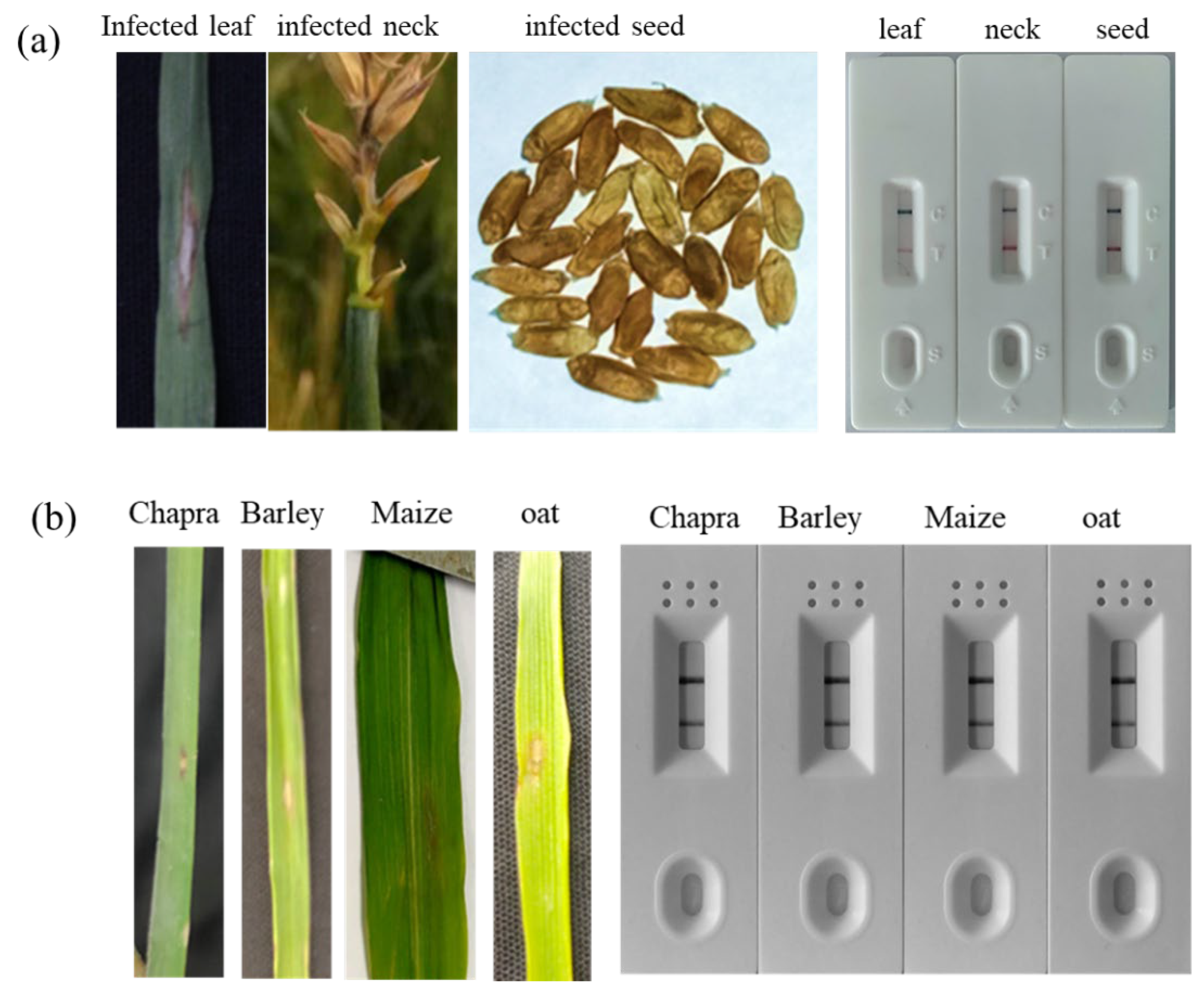 Preprints 193079 g002