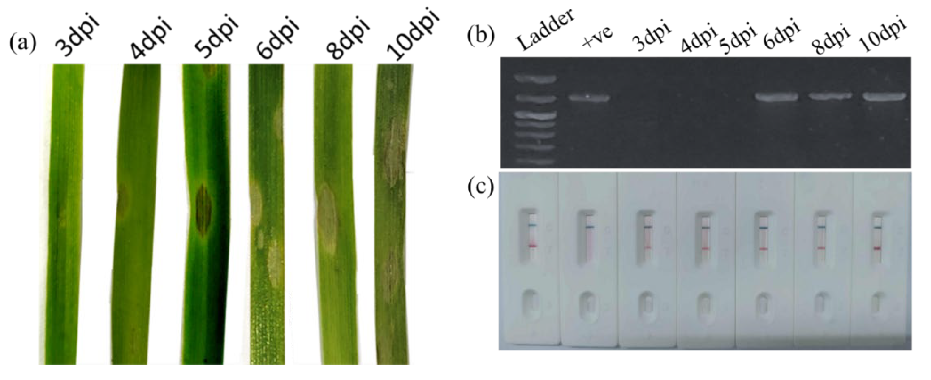Preprints 193079 g003