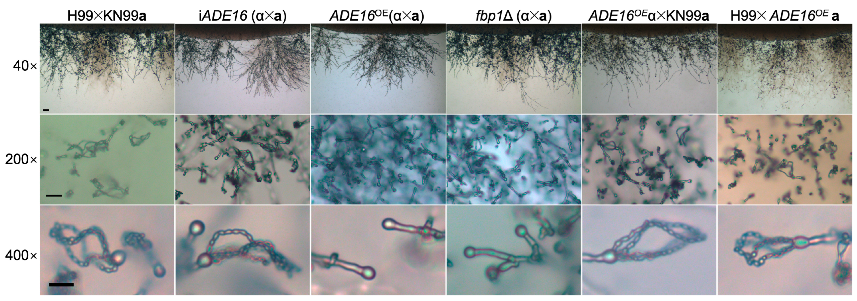 Preprints 72549 g005