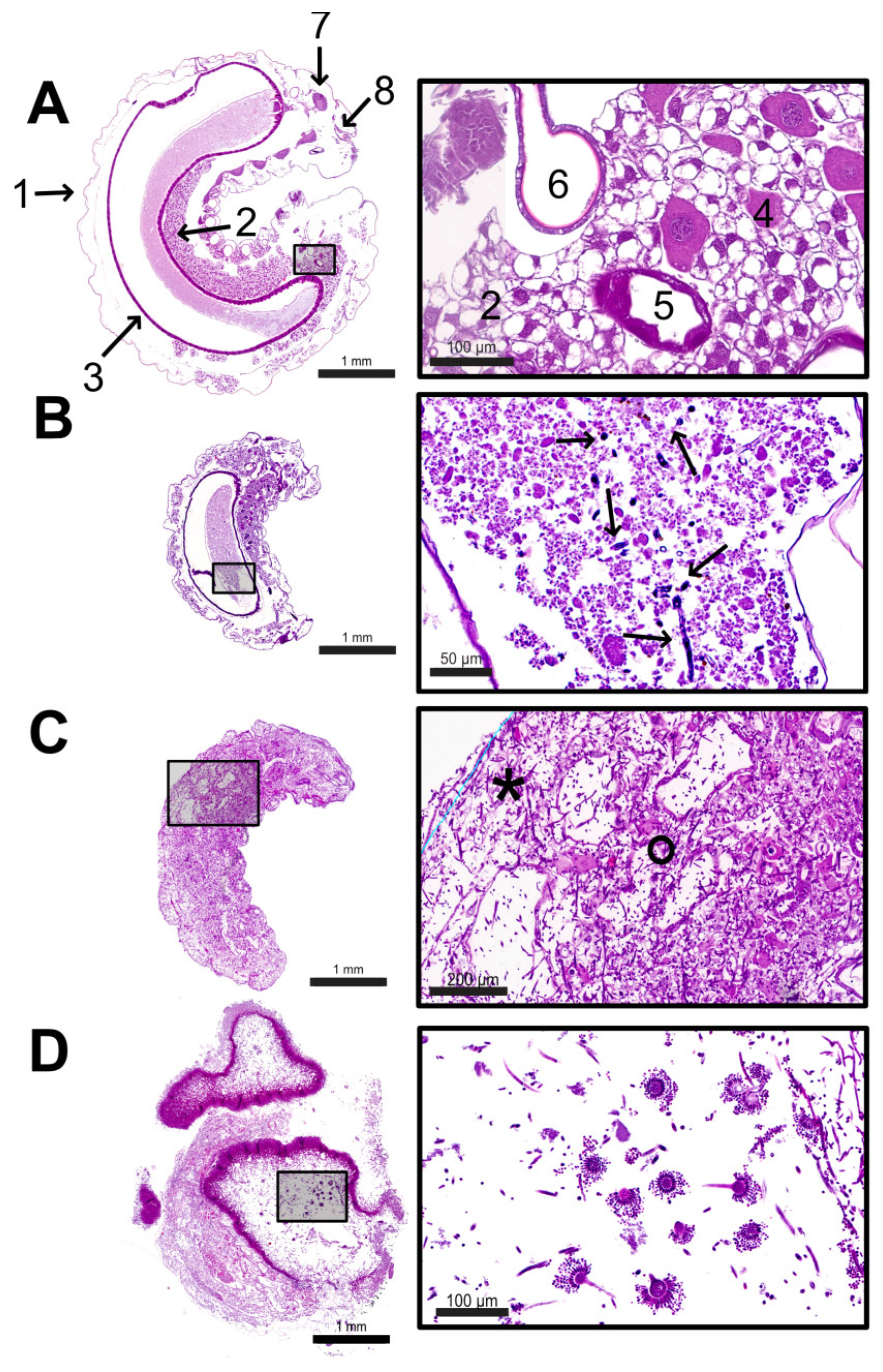 Preprints 145496 g006