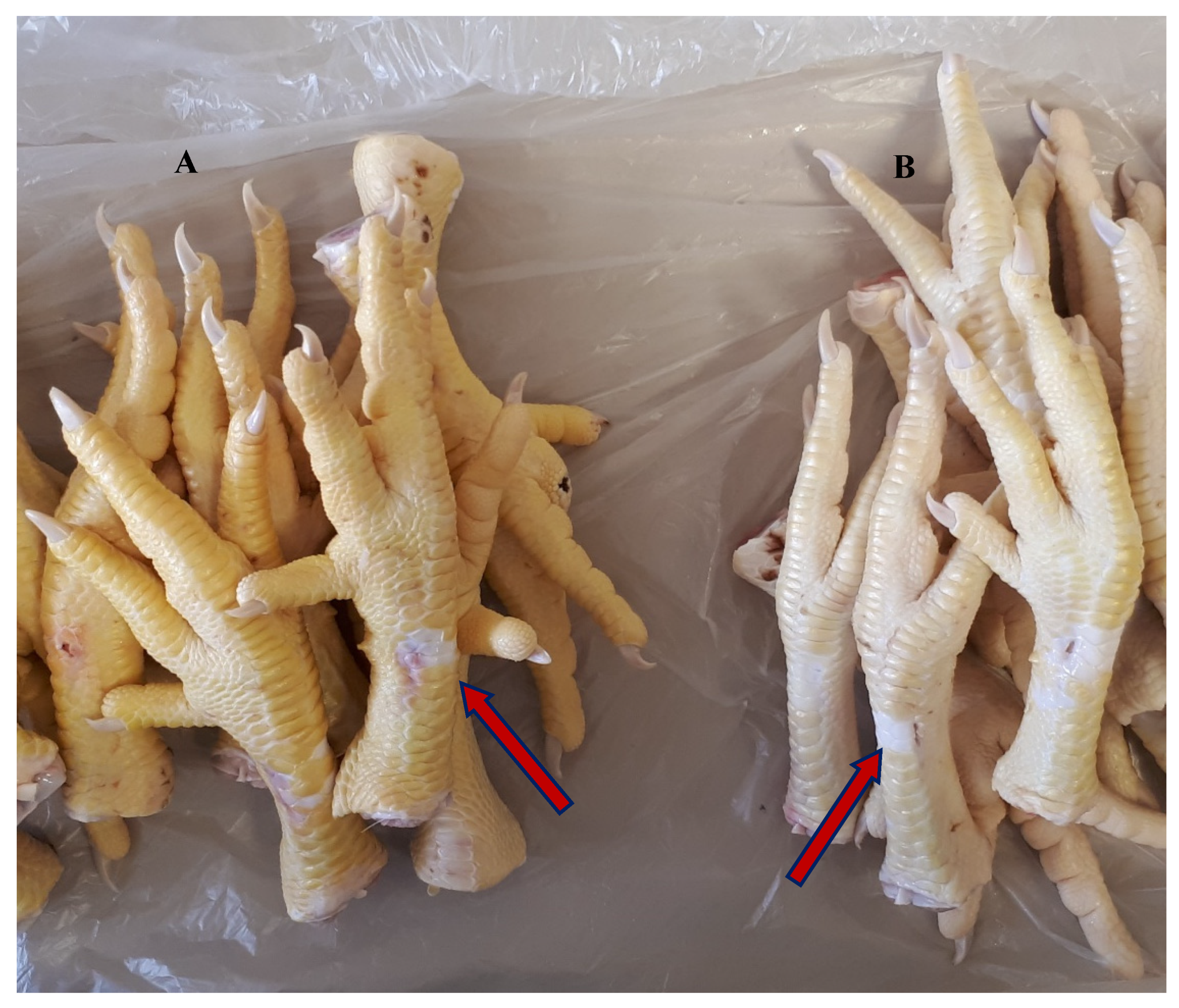 Preprints 156808 g002