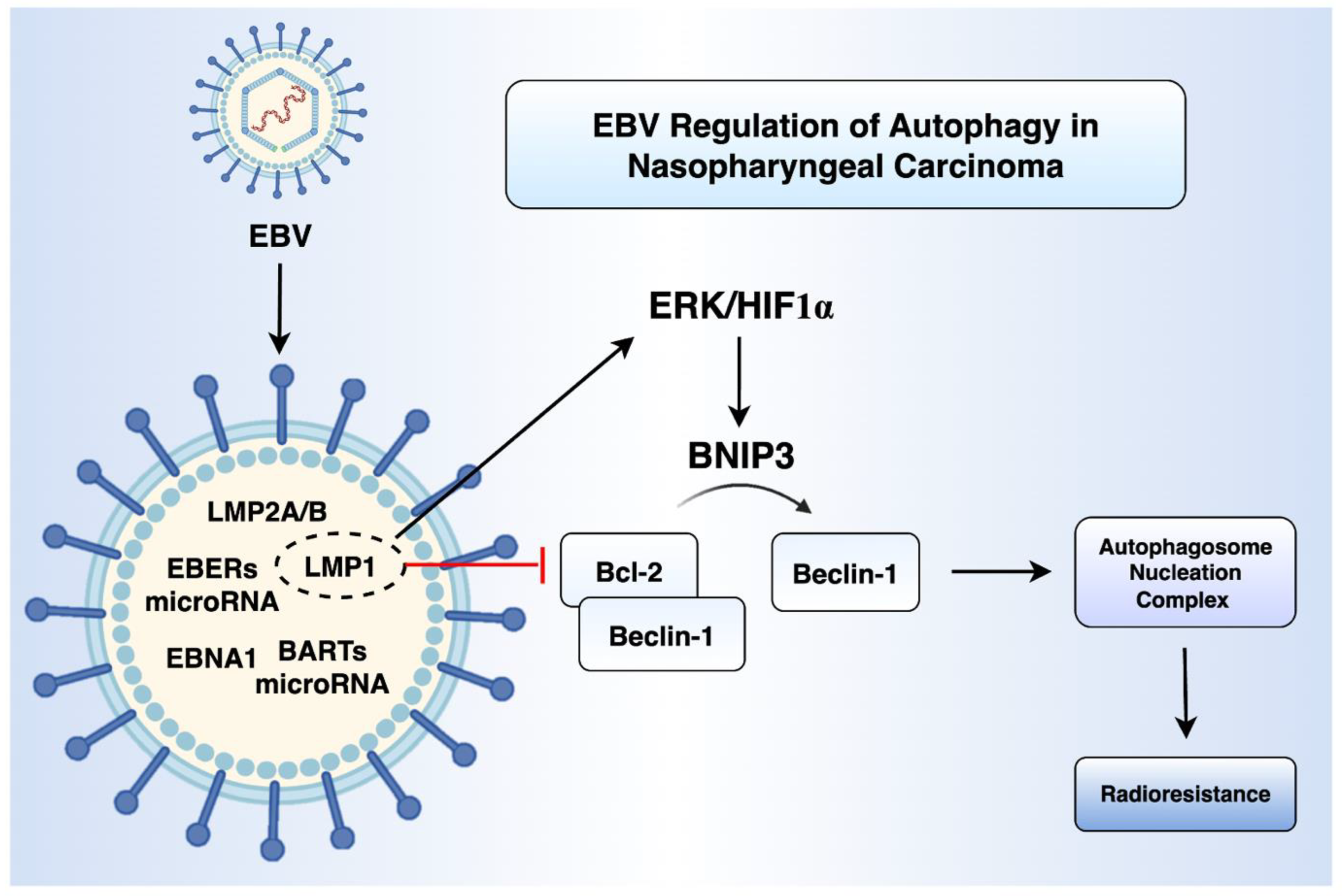 Preprints 168394 g002