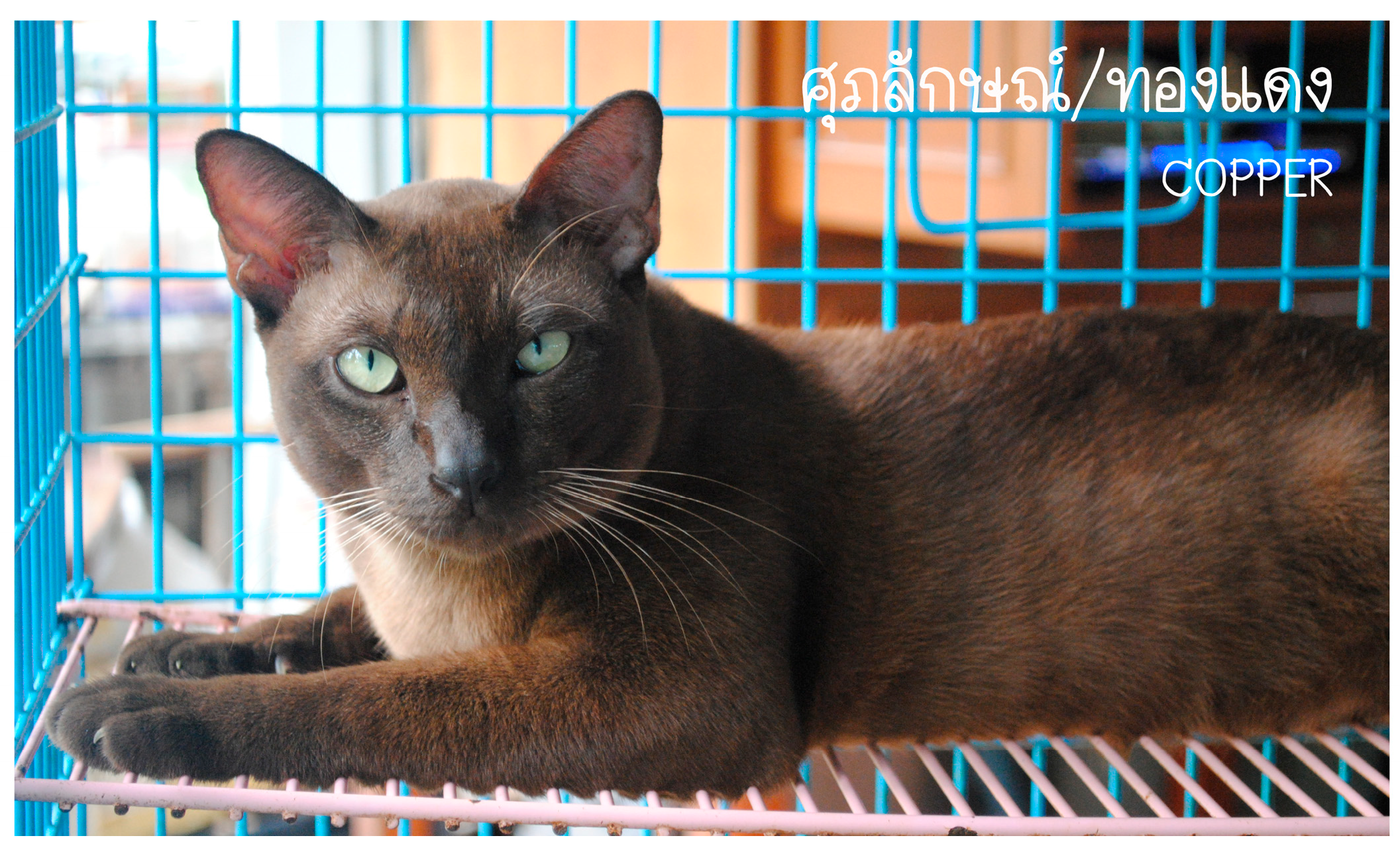 Preprints 172405 g001