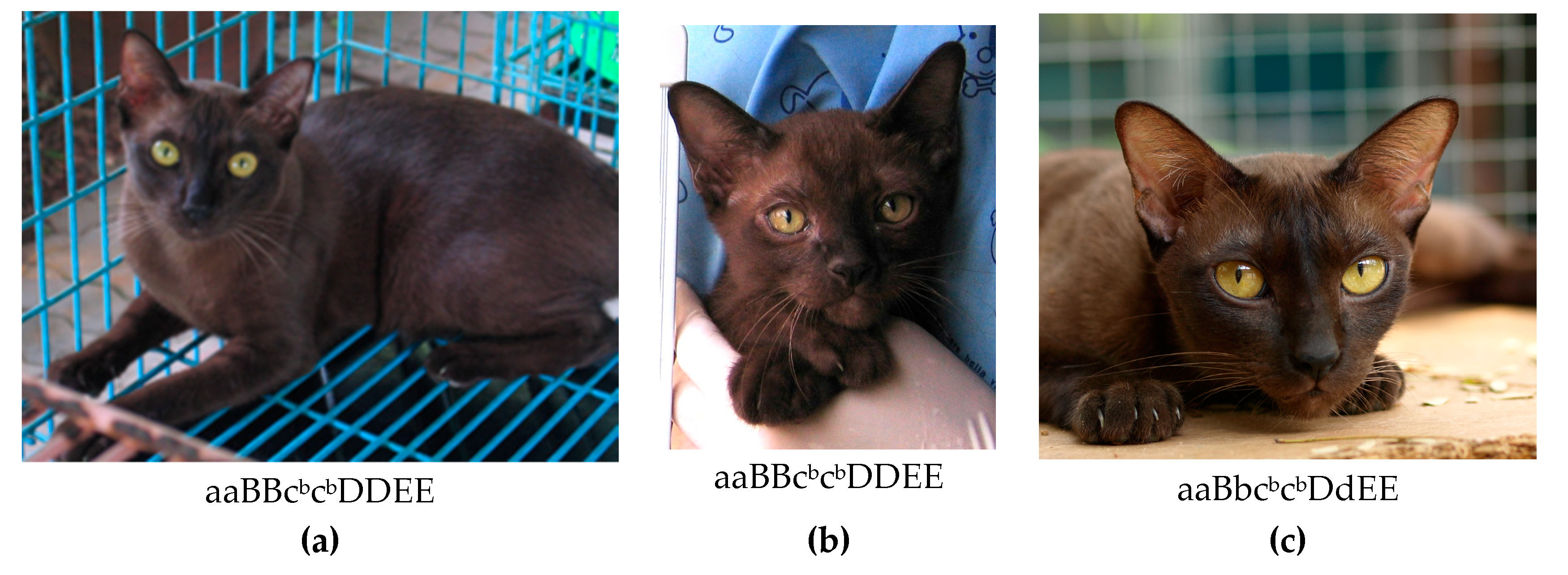 Preprints 172405 g002