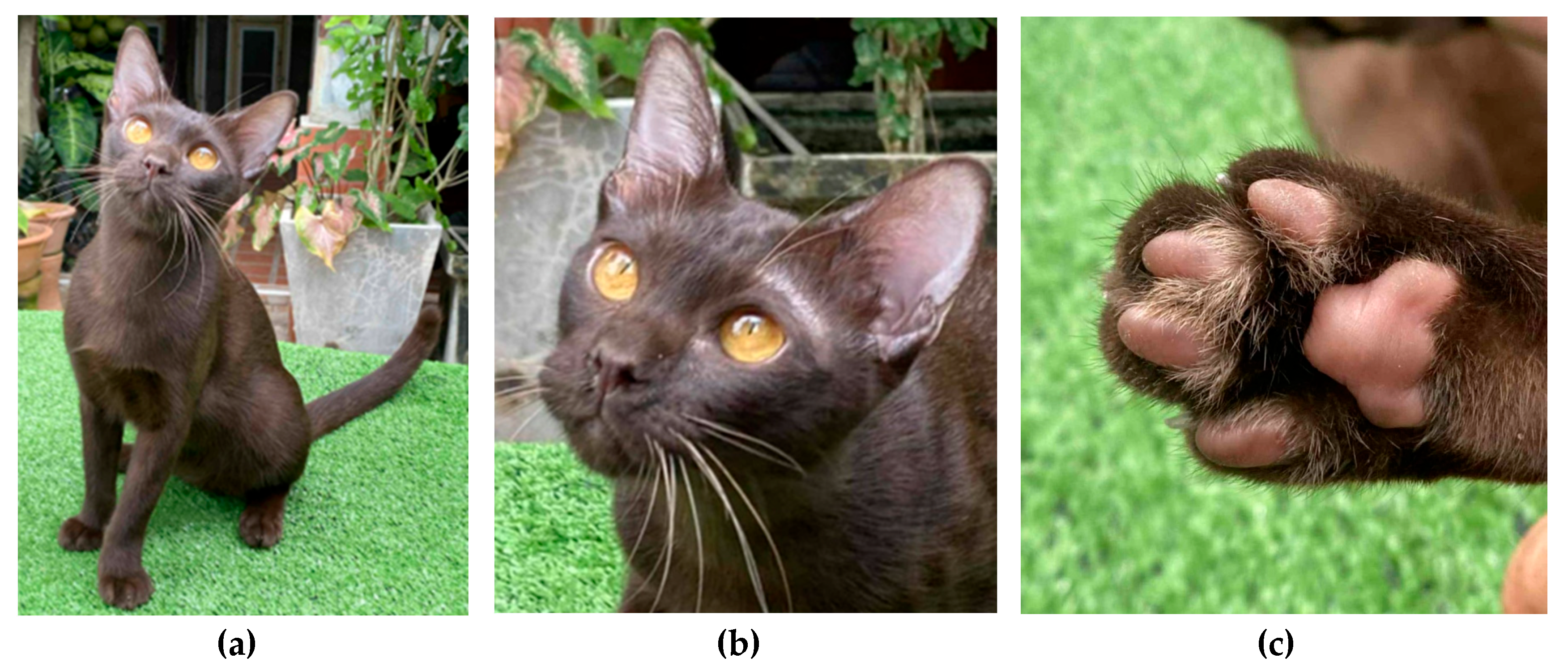 Preprints 172405 g004