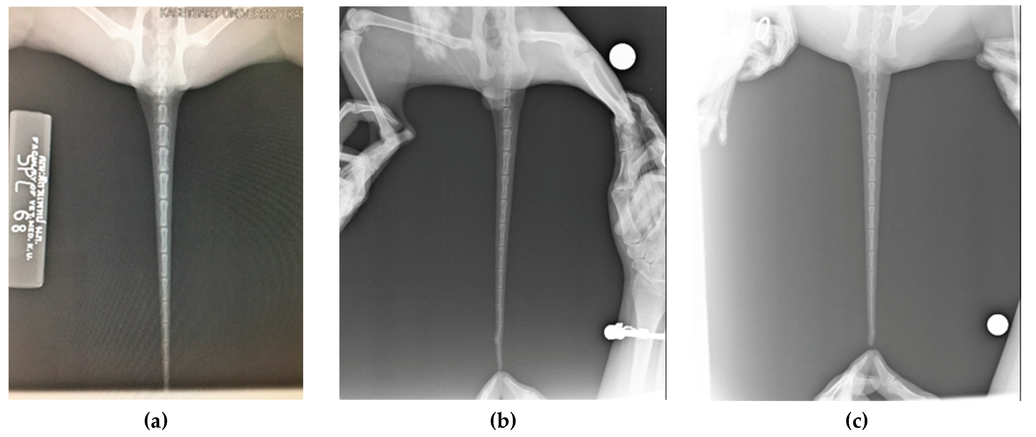 Preprints 172405 g006