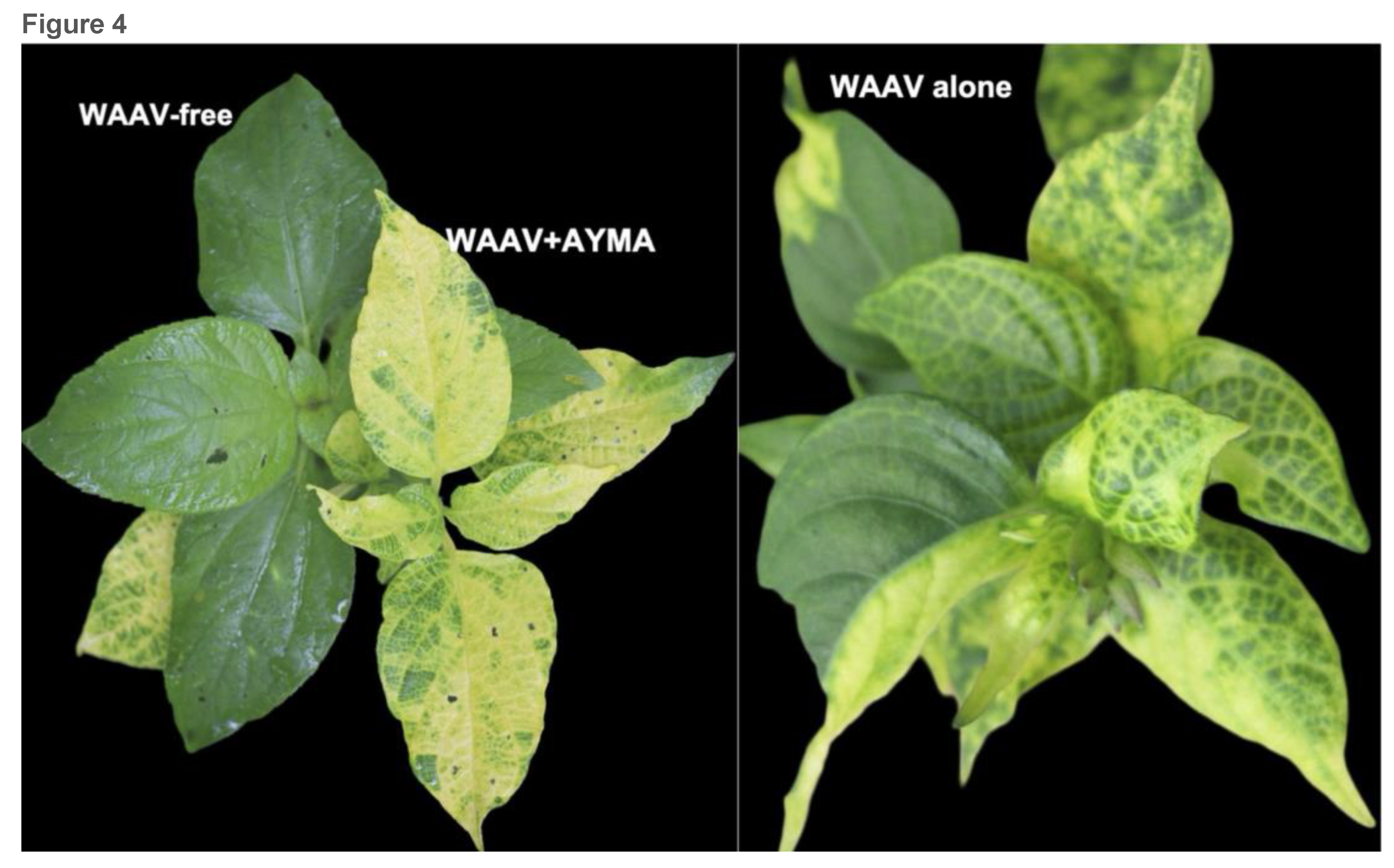 Preprints 163573 g004