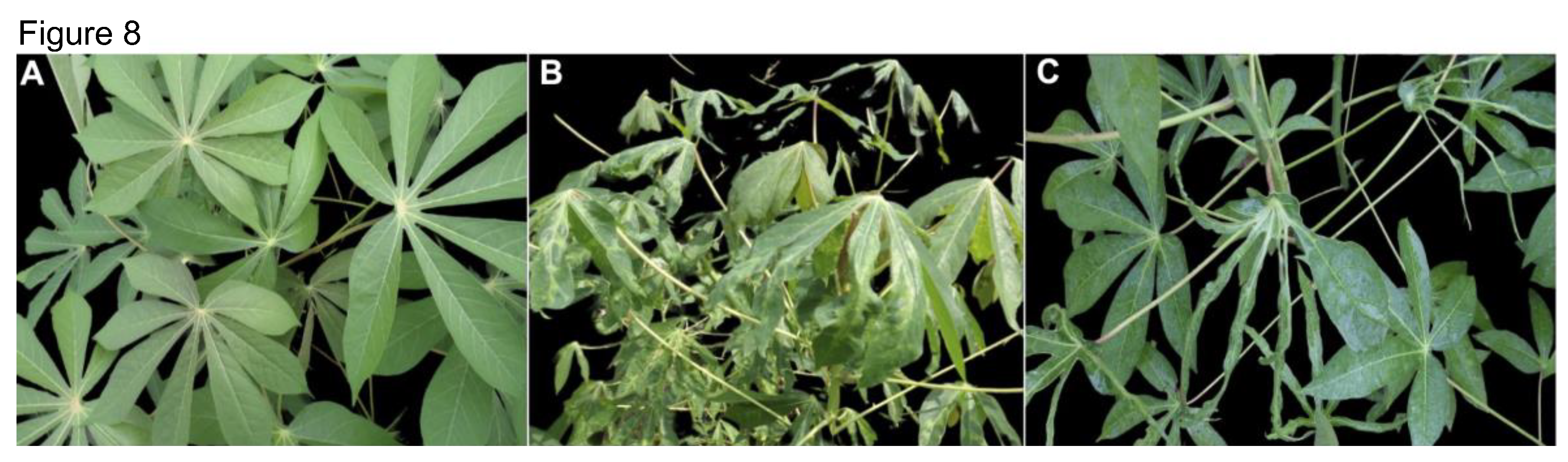 Preprints 163573 g008