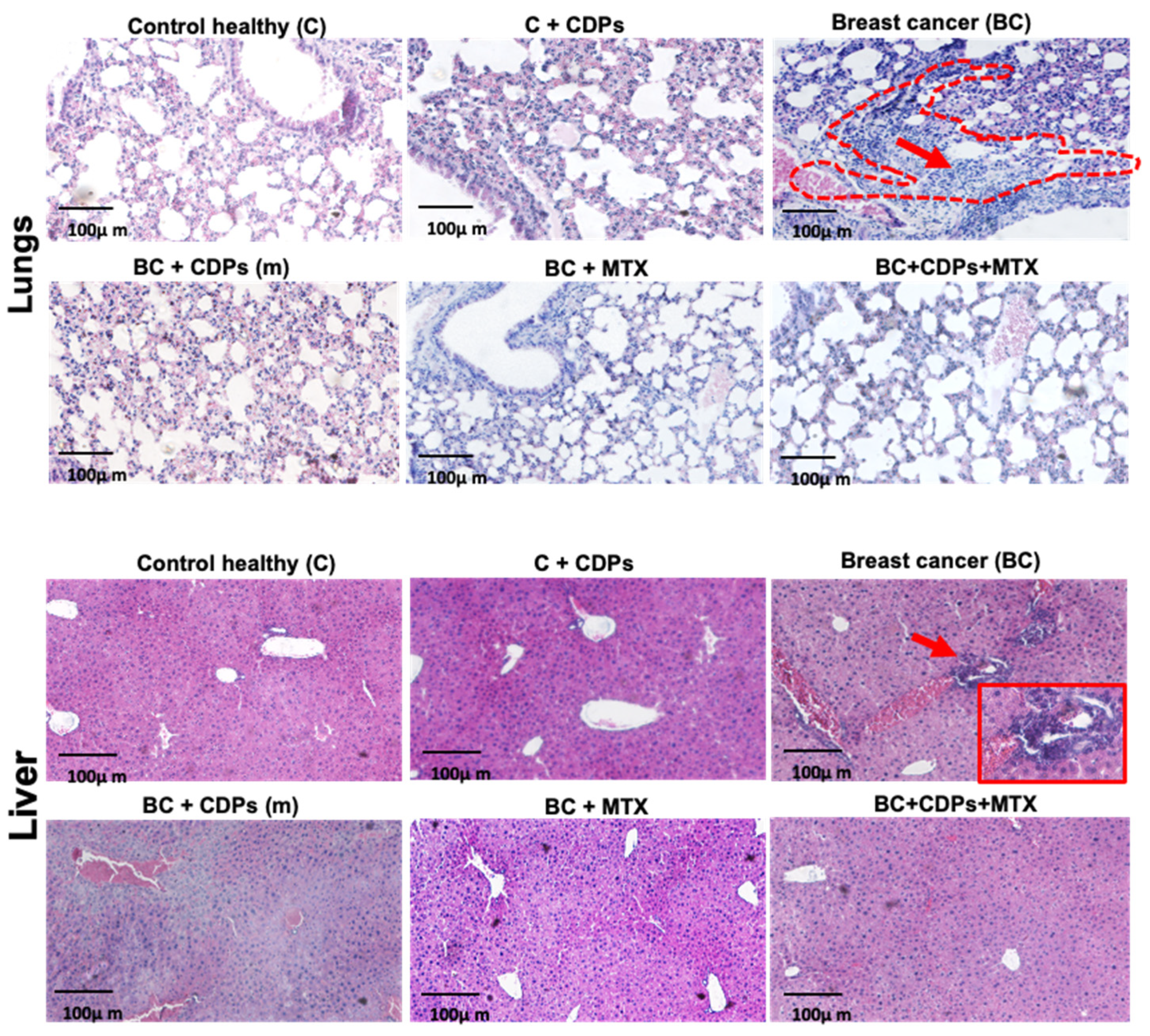 Preprints 152205 g006