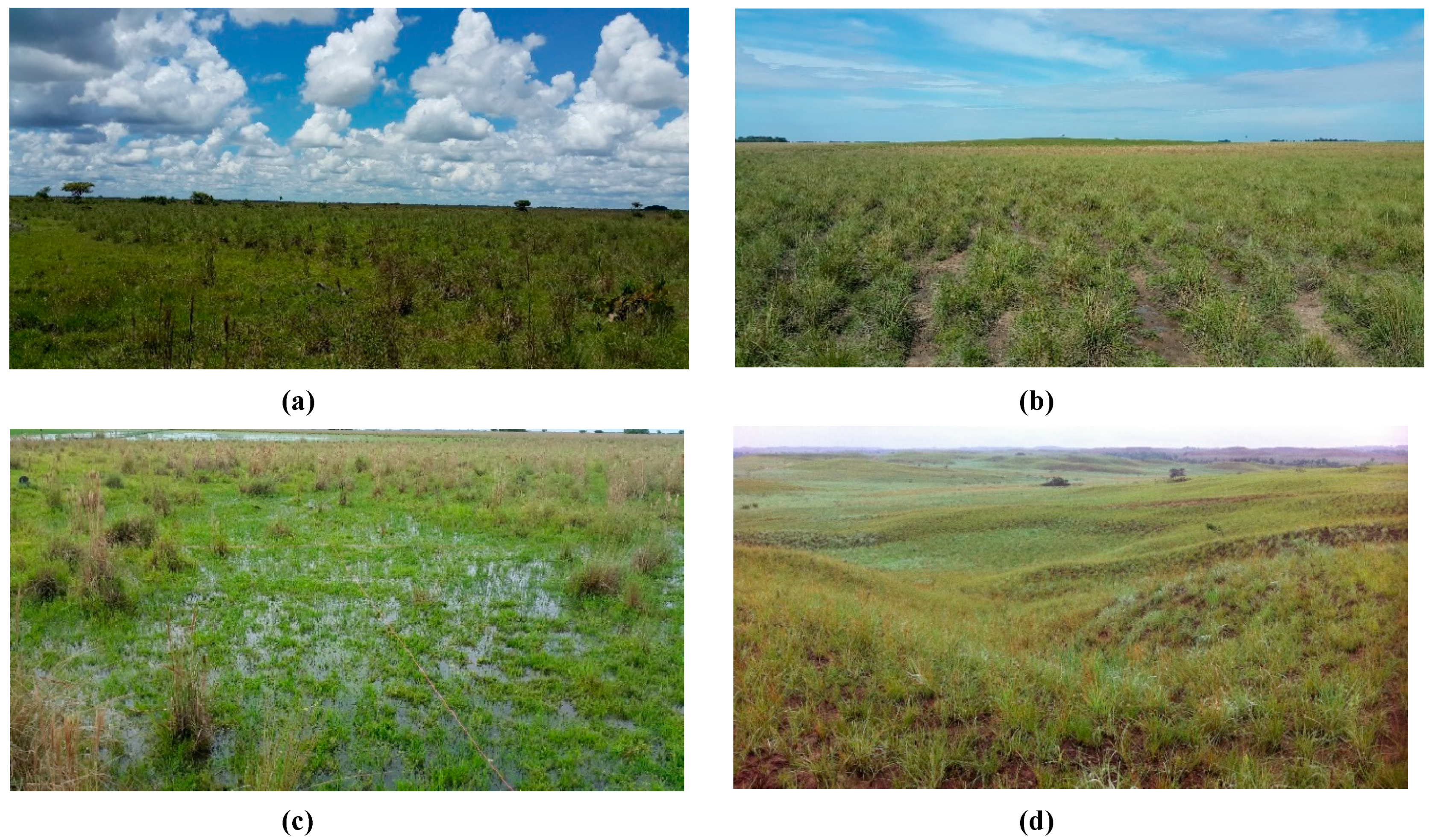 Preprints 138991 g001a