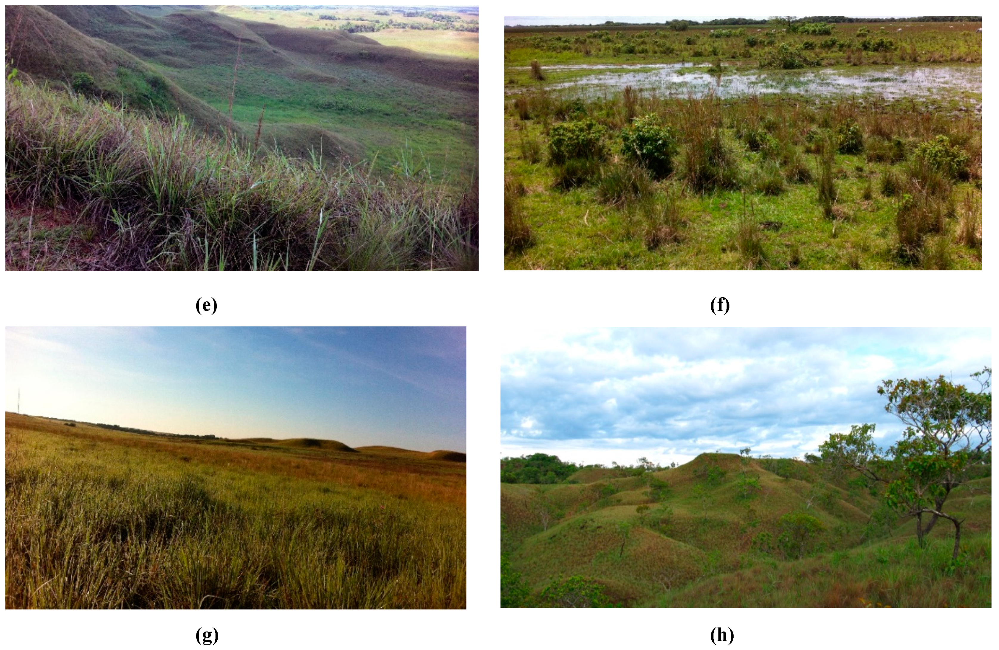 Preprints 138991 g001b