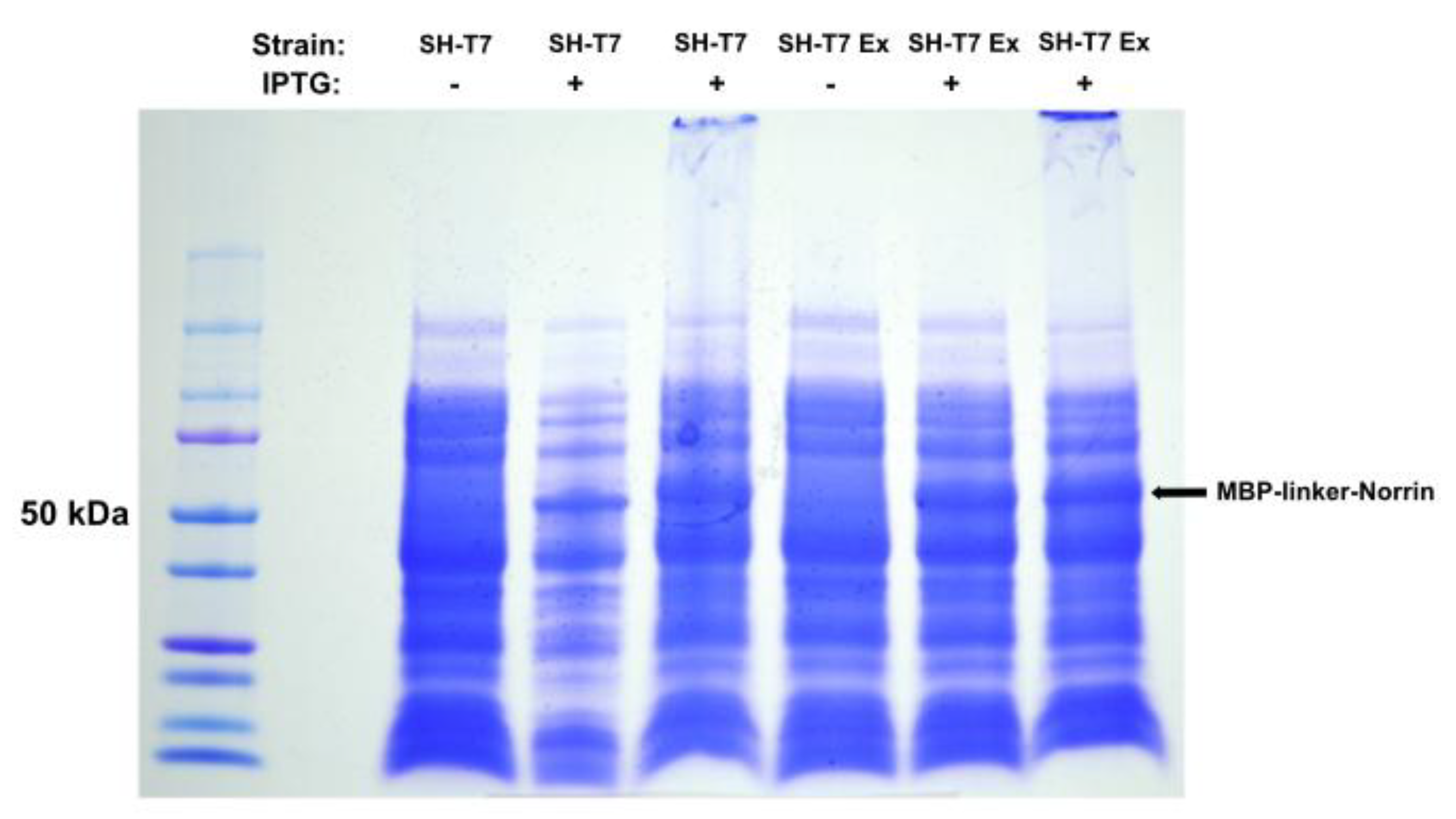 Preprints 181207 g002