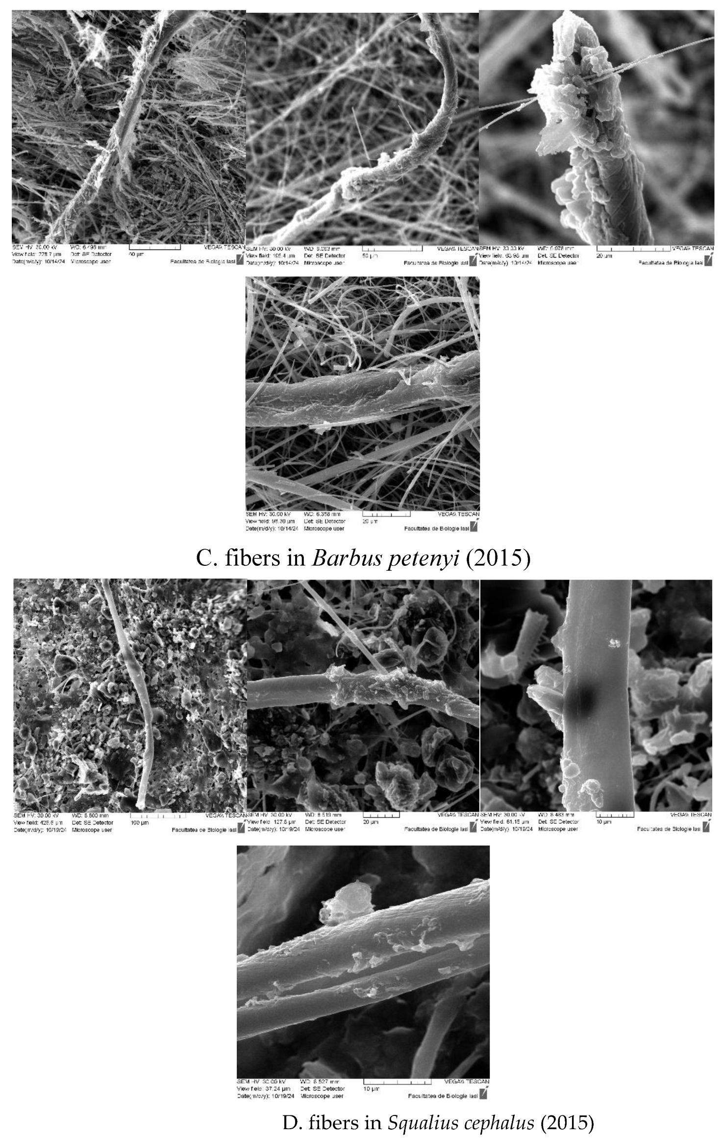 Preprints 157207 g008b