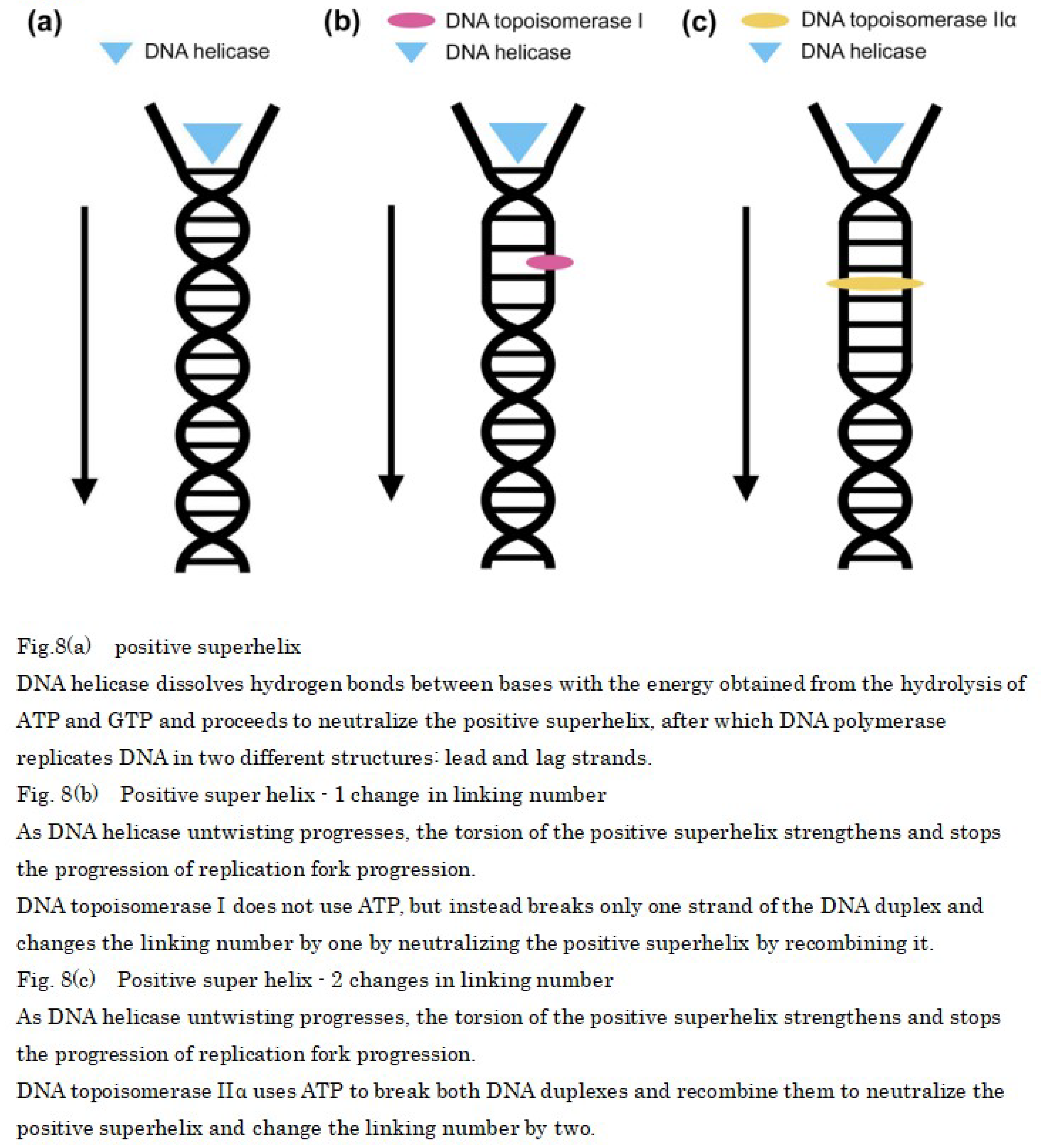 Preprints 101558 i007