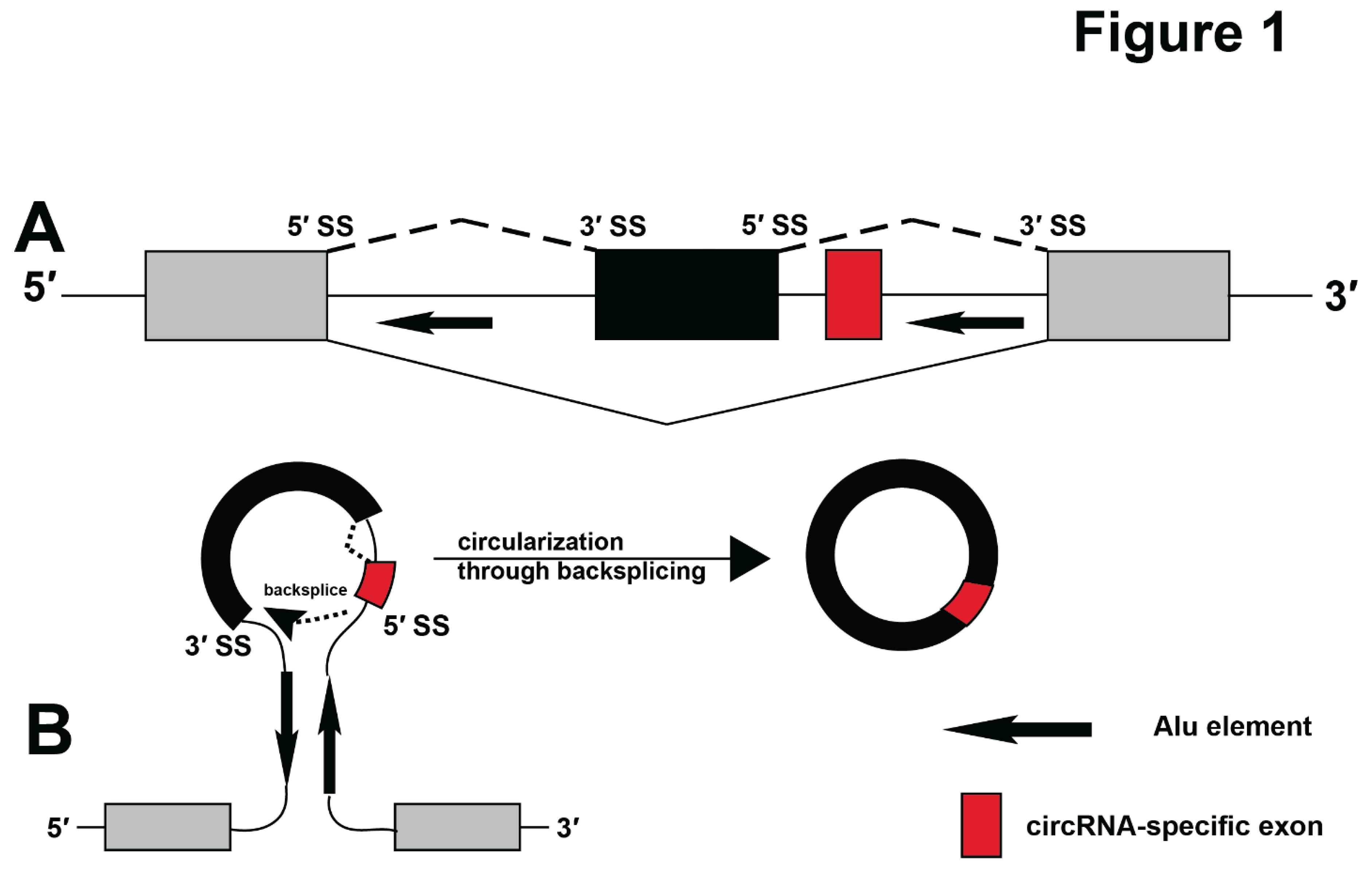 Preprints 161160 g001