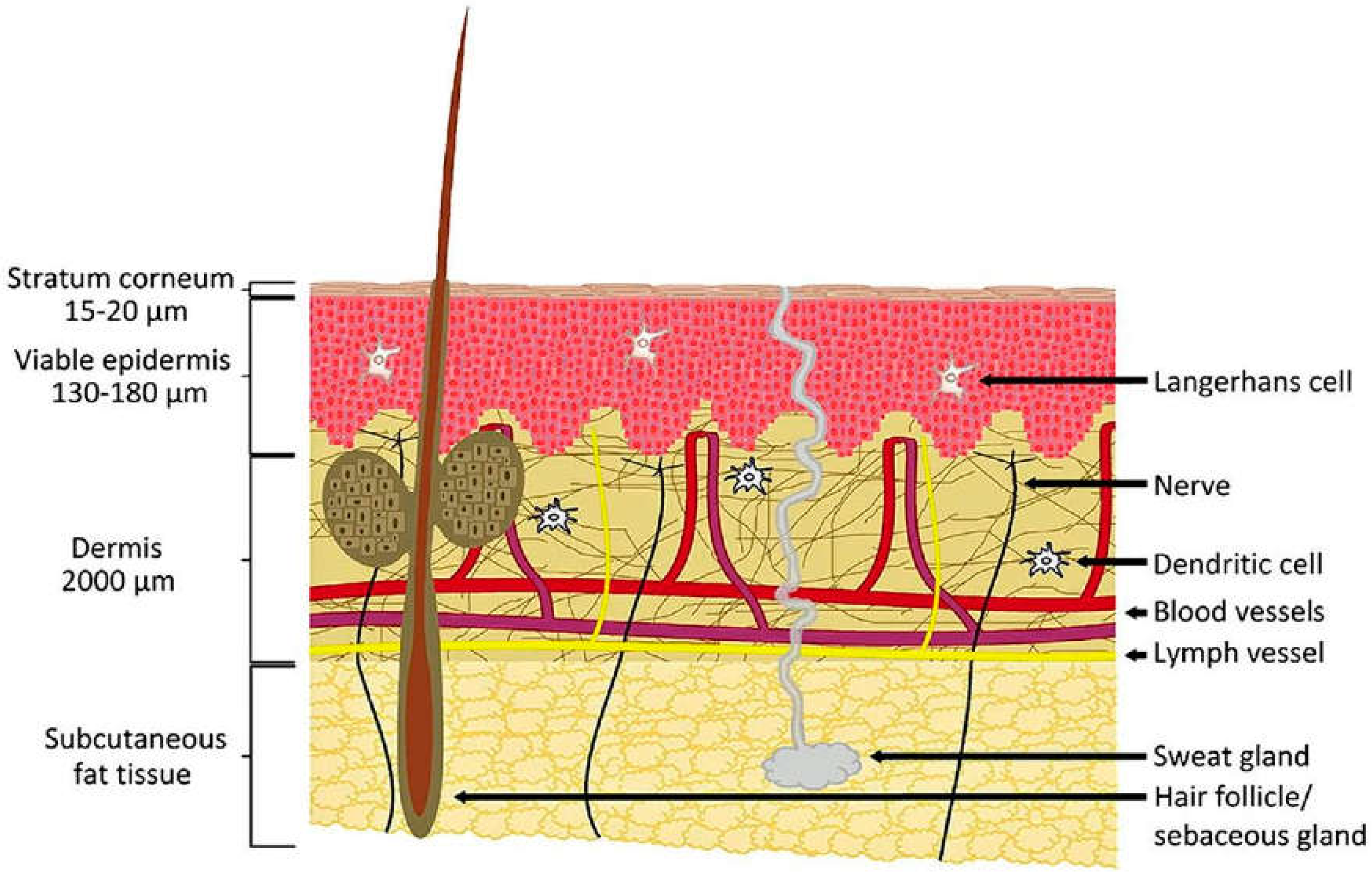 Preprints 137512 g002