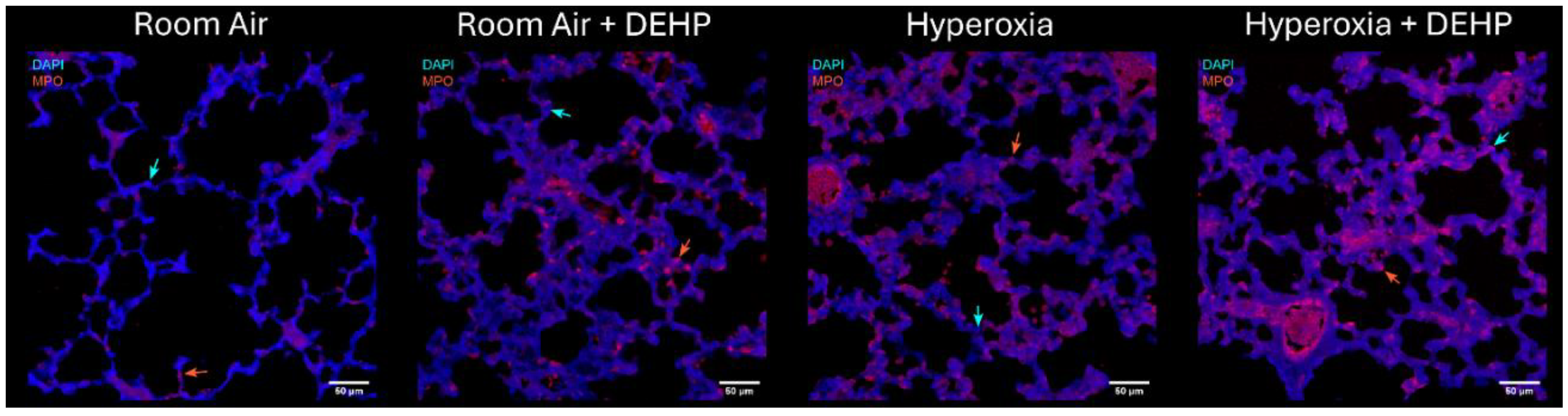 Preprints 213502 g002c