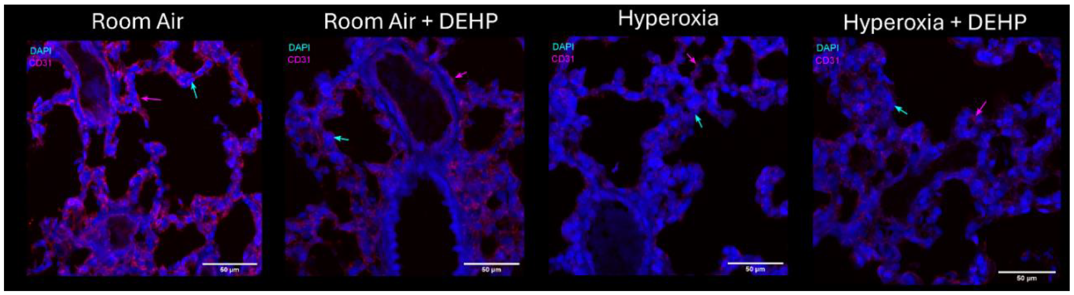 Preprints 213502 g004b