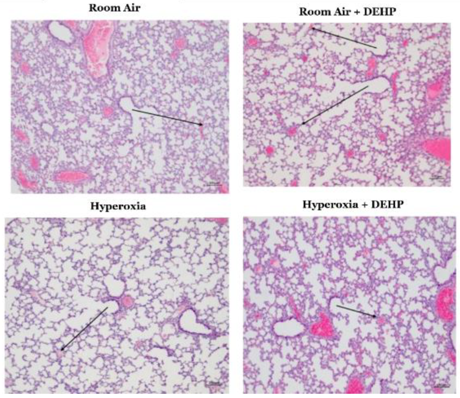 Preprints 213502 g0a1