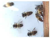 Preprints 199408 i003