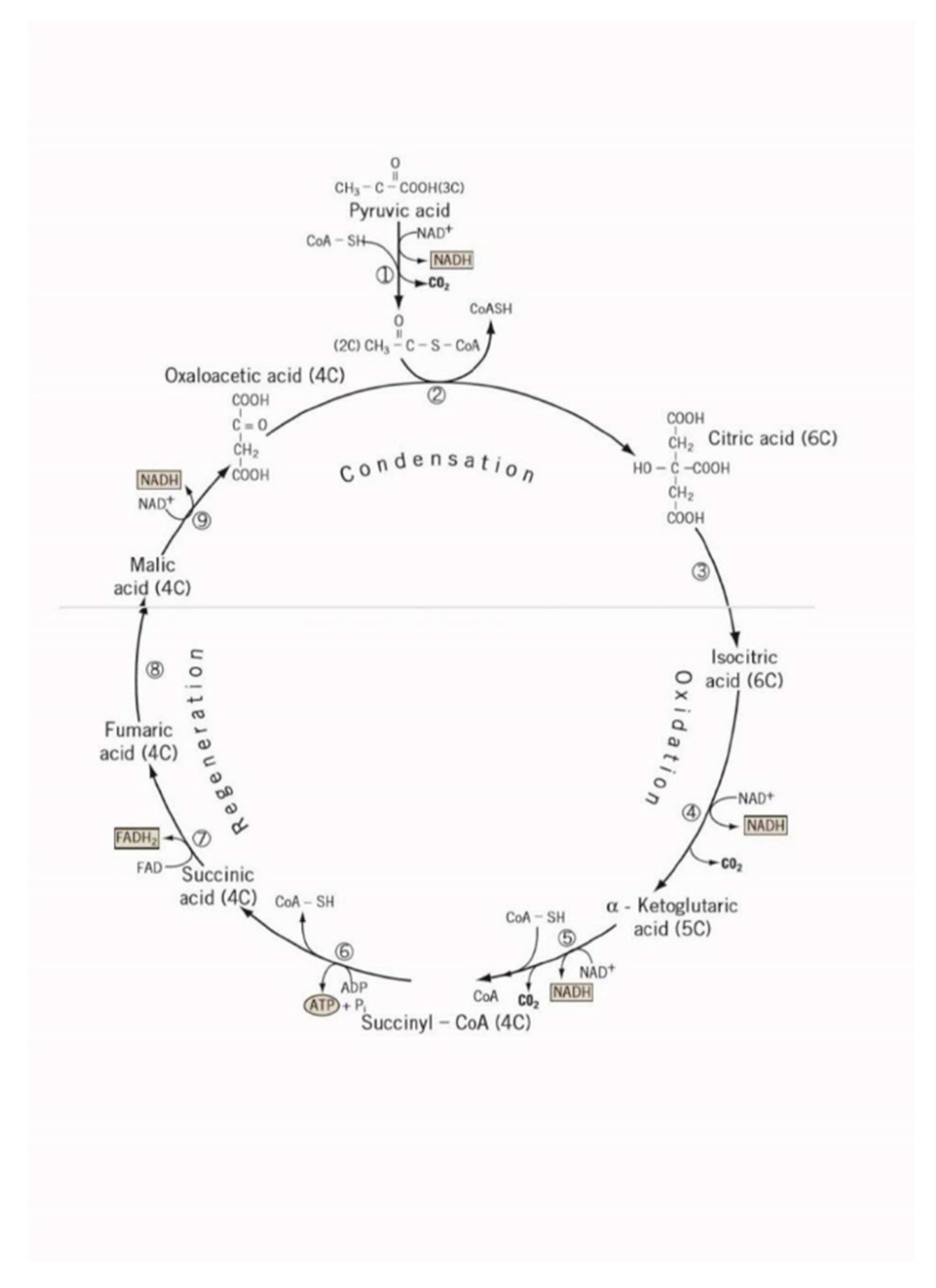 Preprints 177527 g002