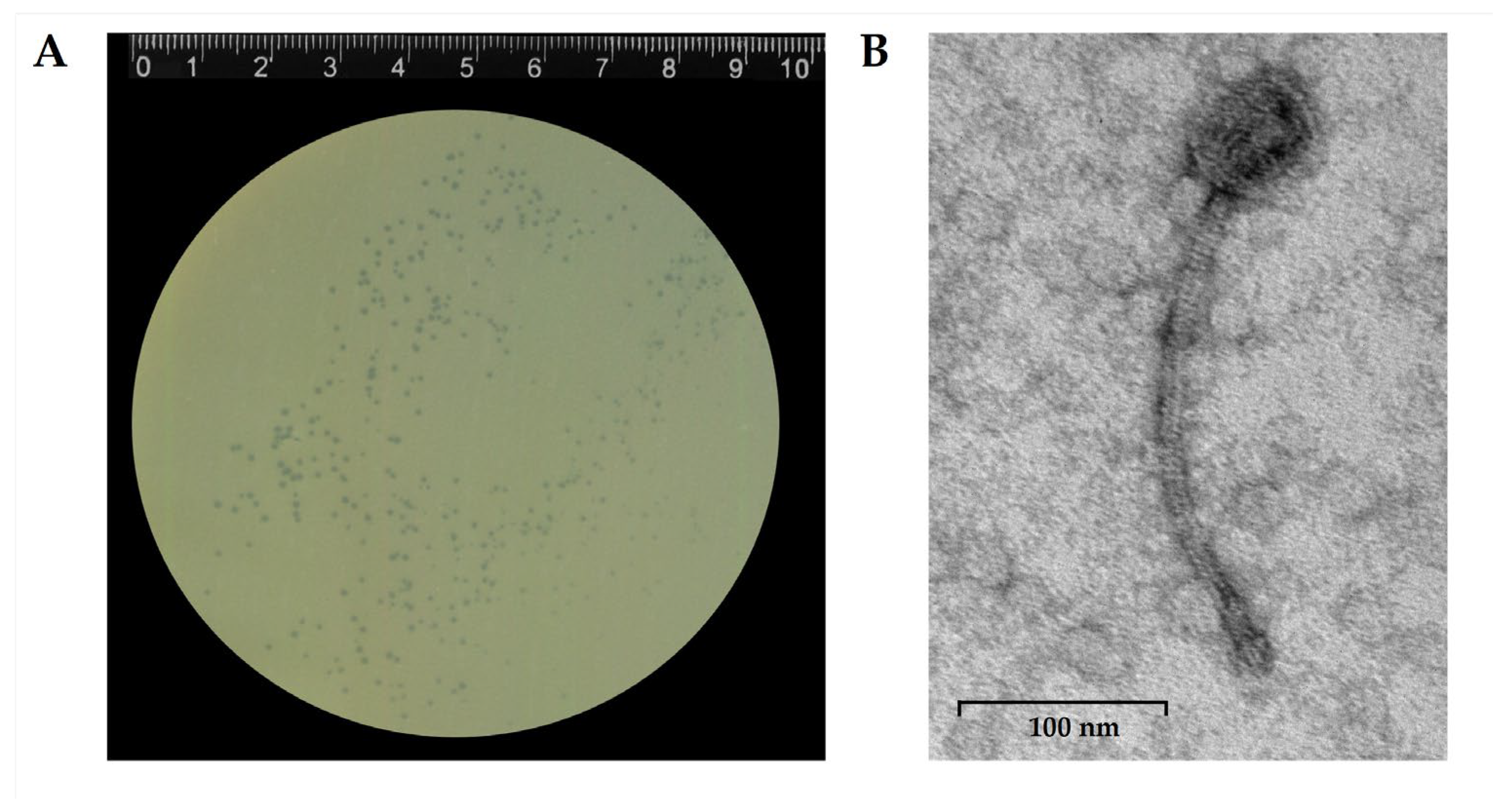 Preprints 189232 g001