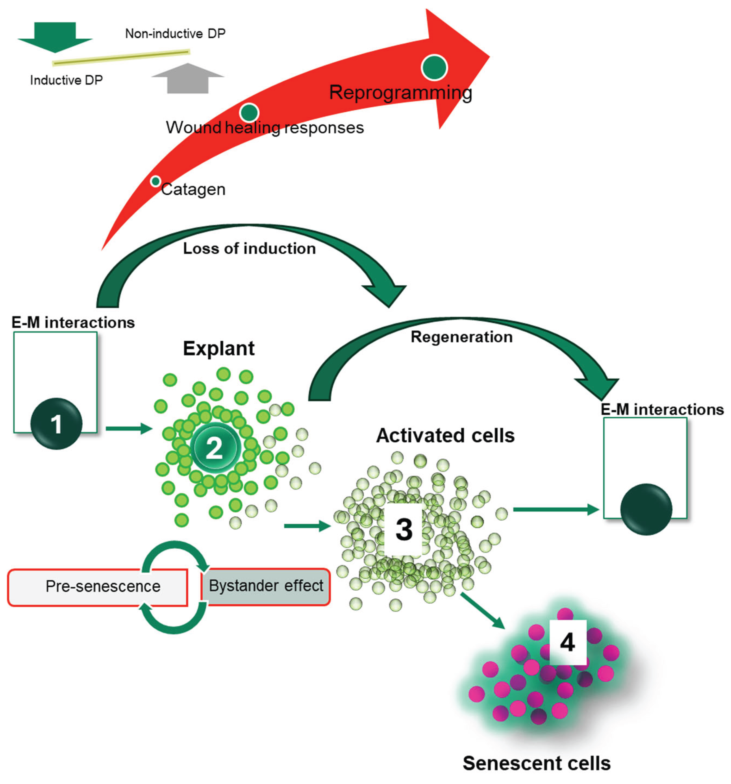 Preprints 190935 g008
