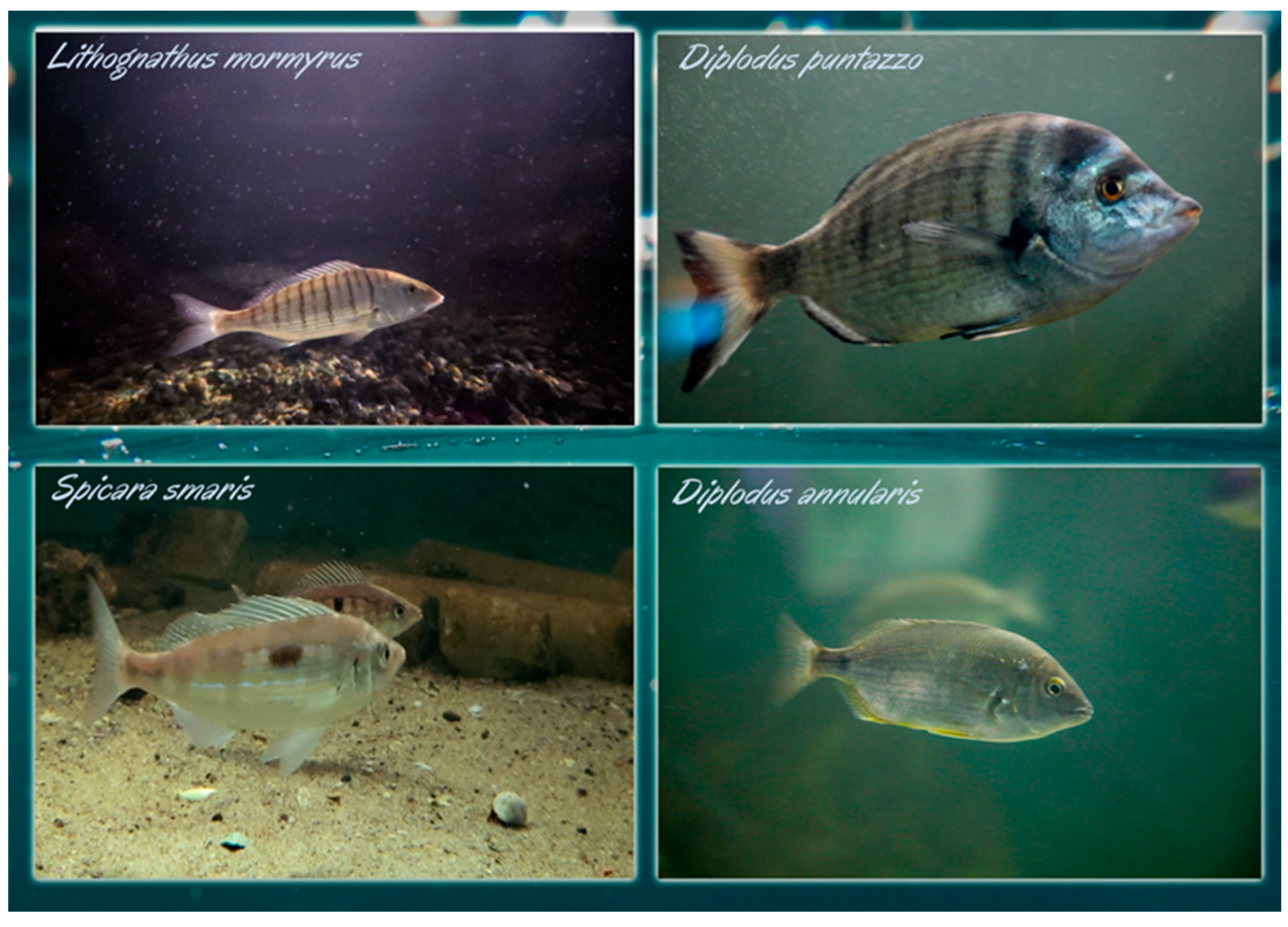 Preprints 105285 g002