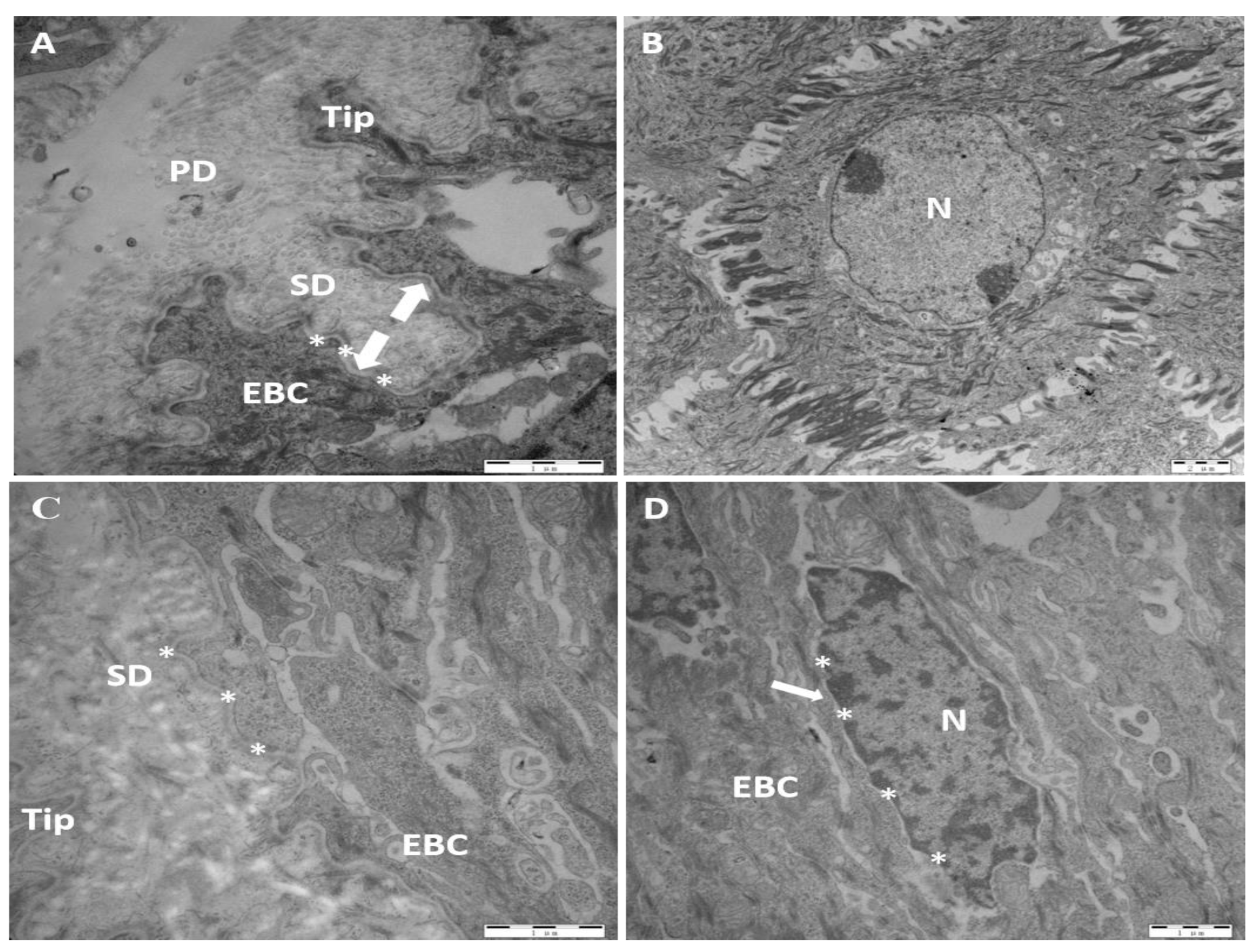 Preprints 197886 g005