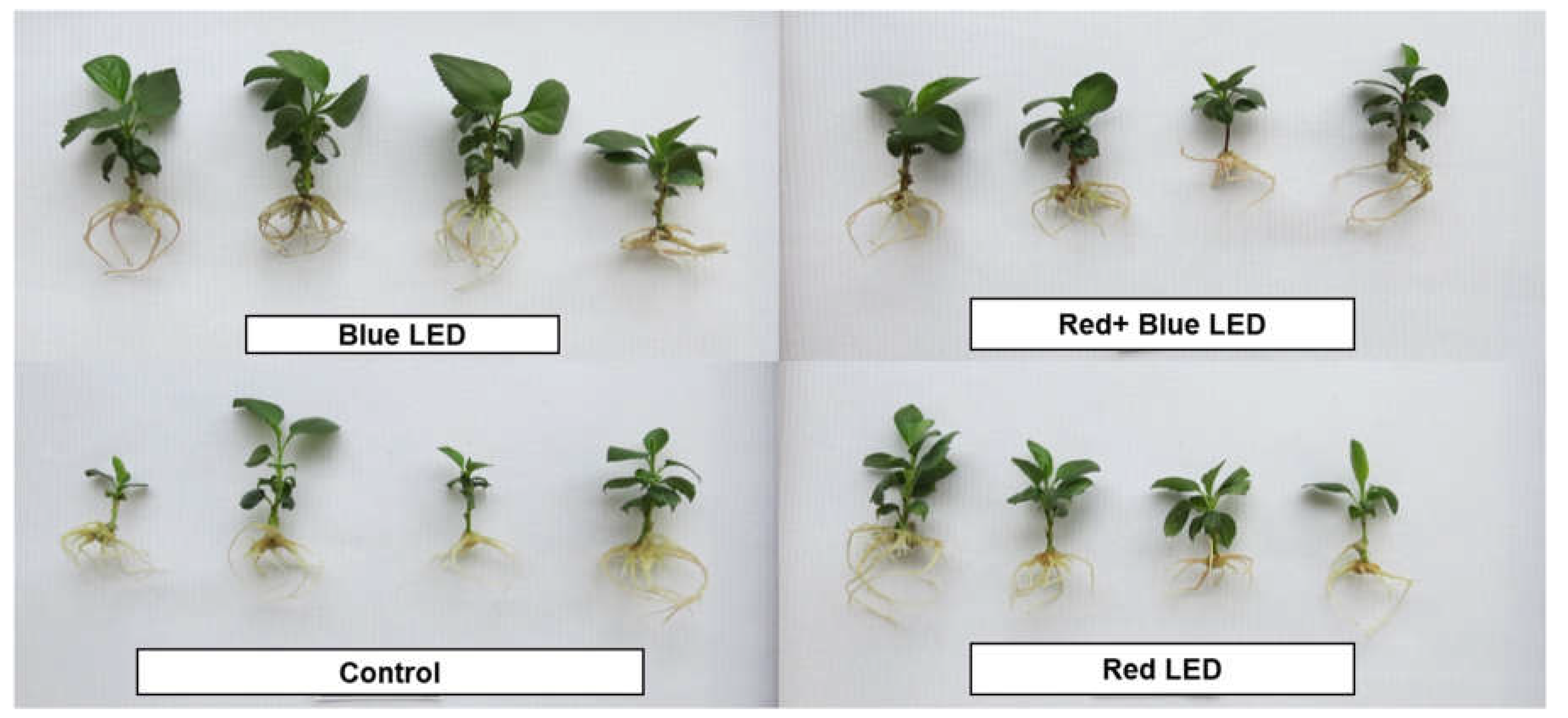 Preprints 142668 g001