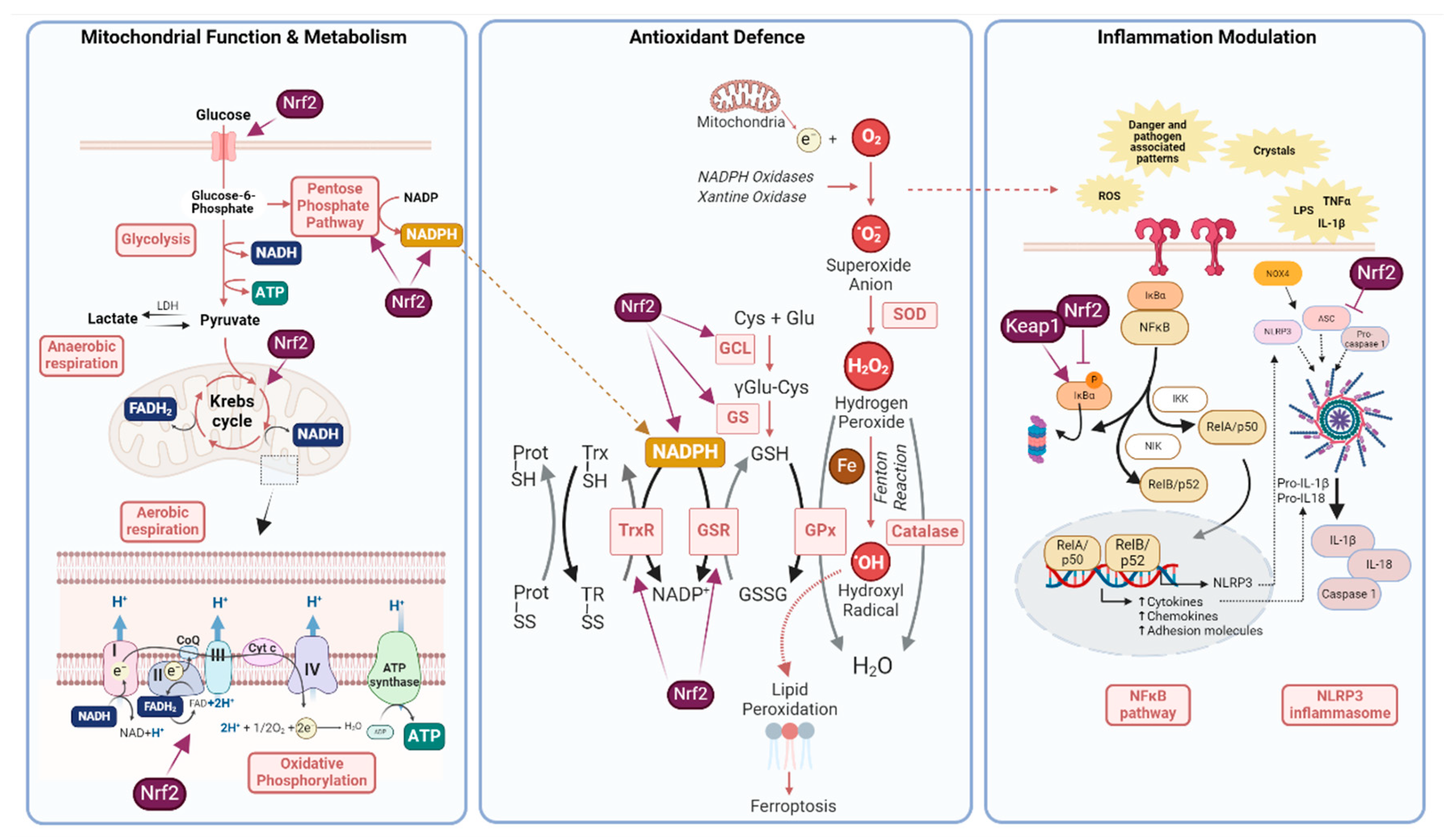 Preprints 140450 g002