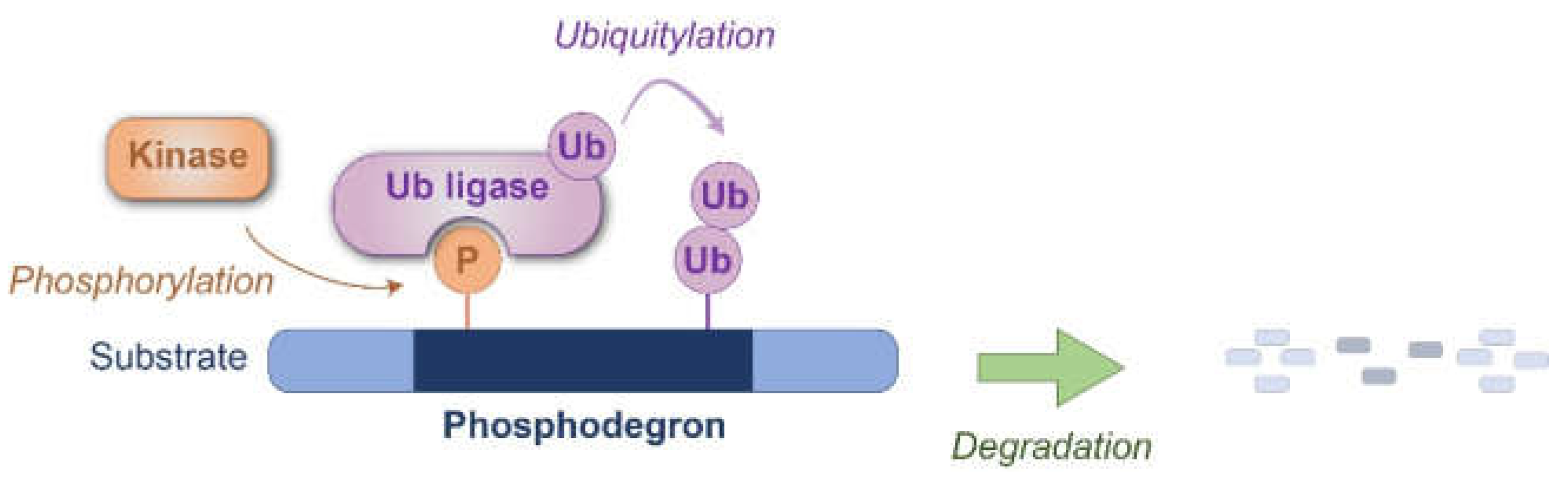 Preprints 144661 g001