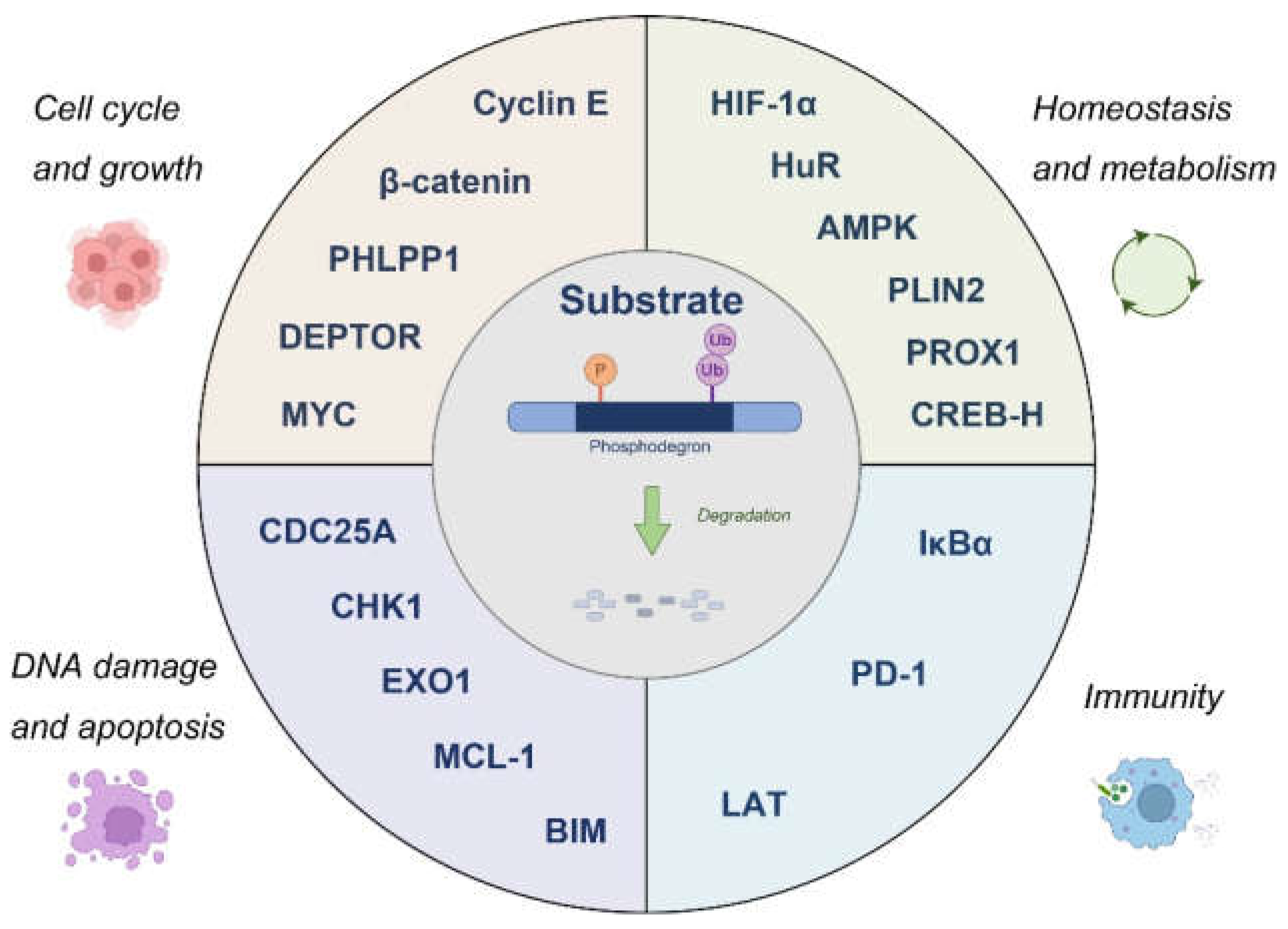 Preprints 144661 g002