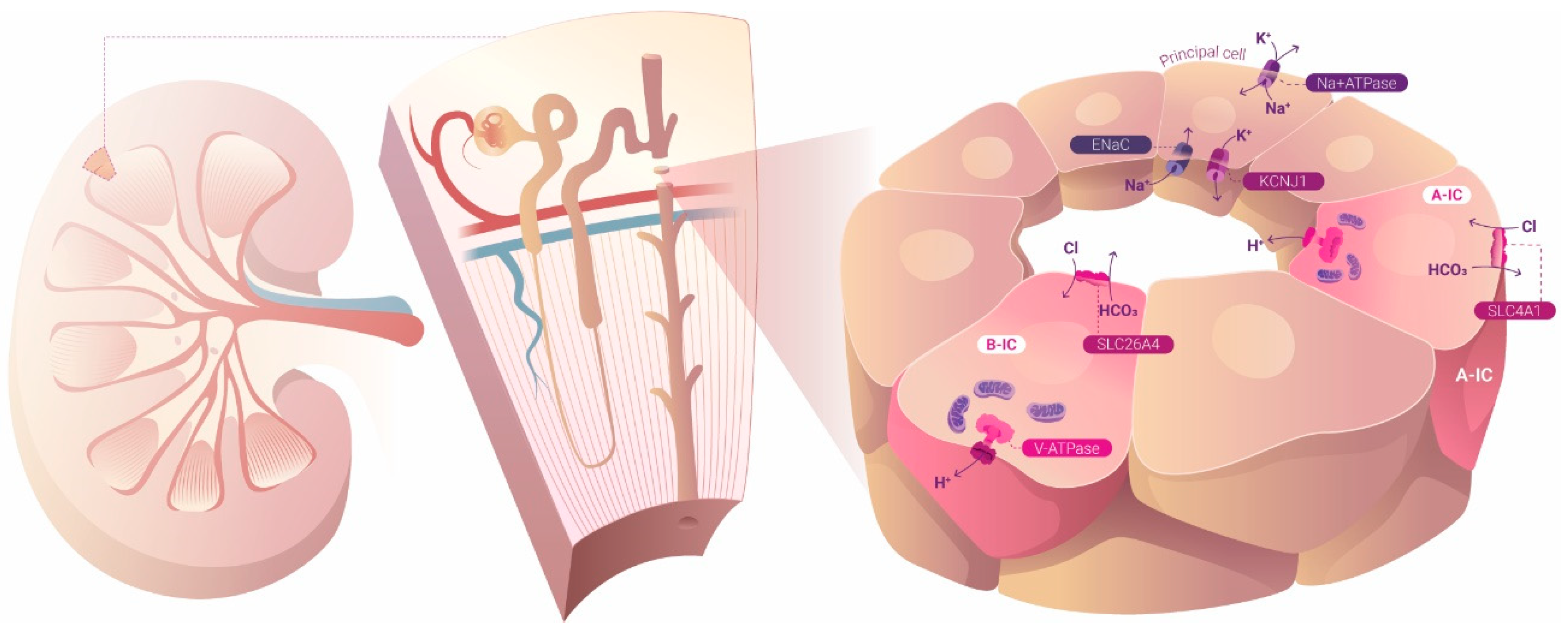 Preprints 157683 g001