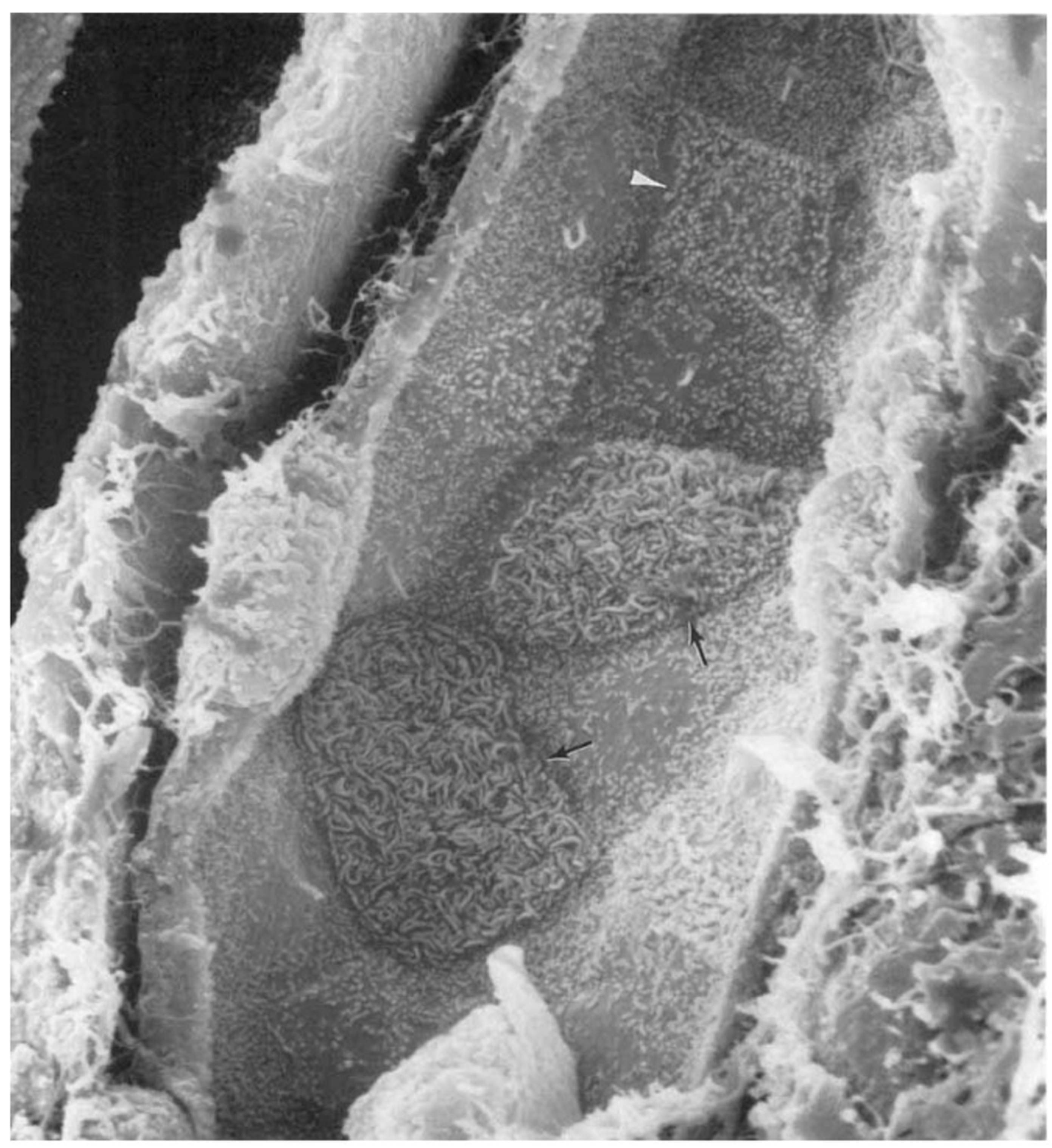 Preprints 157683 g002