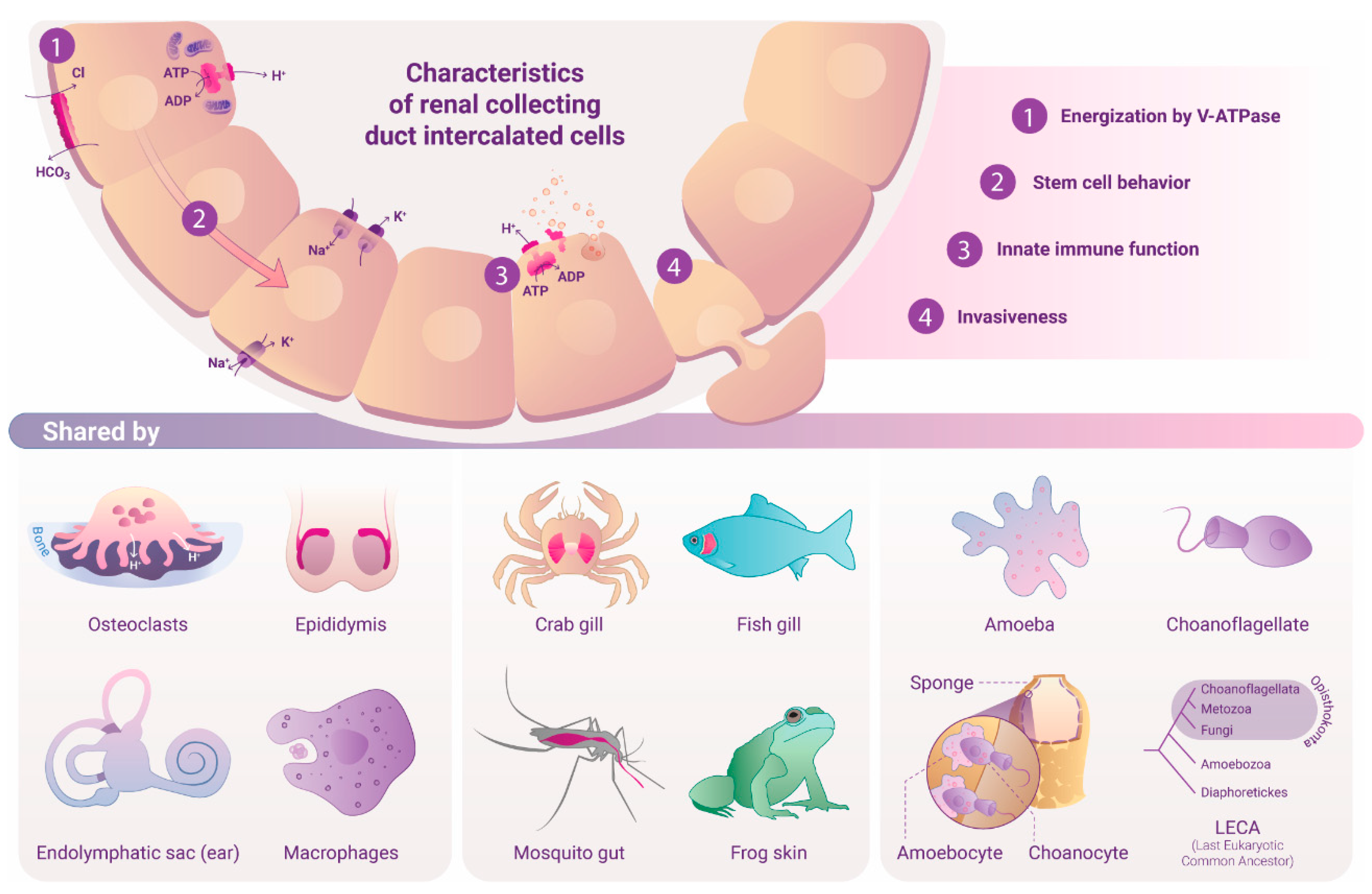 Preprints 157683 i001