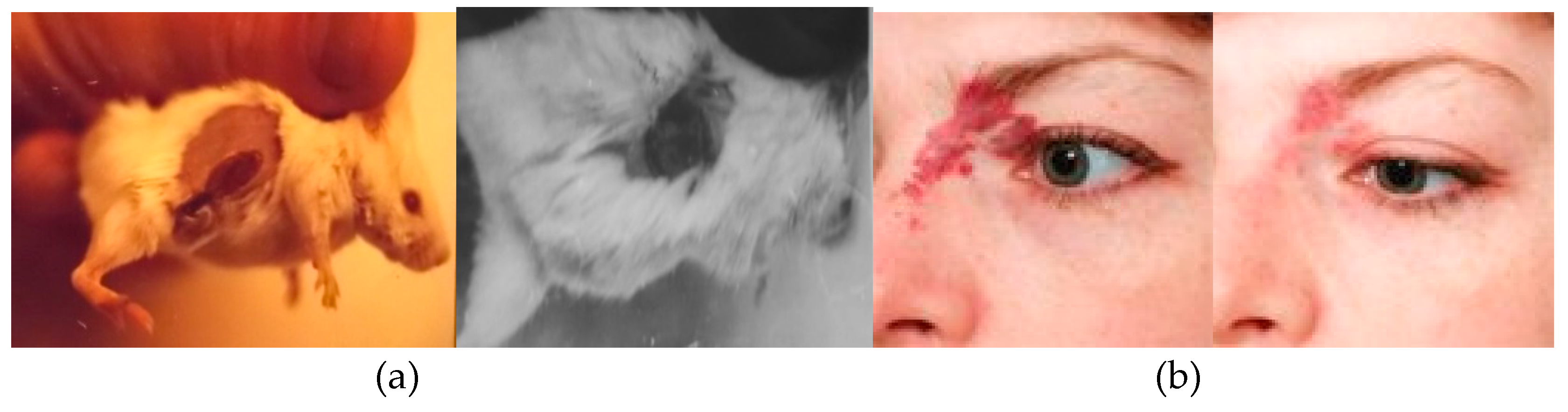 Preprints 162587 g014